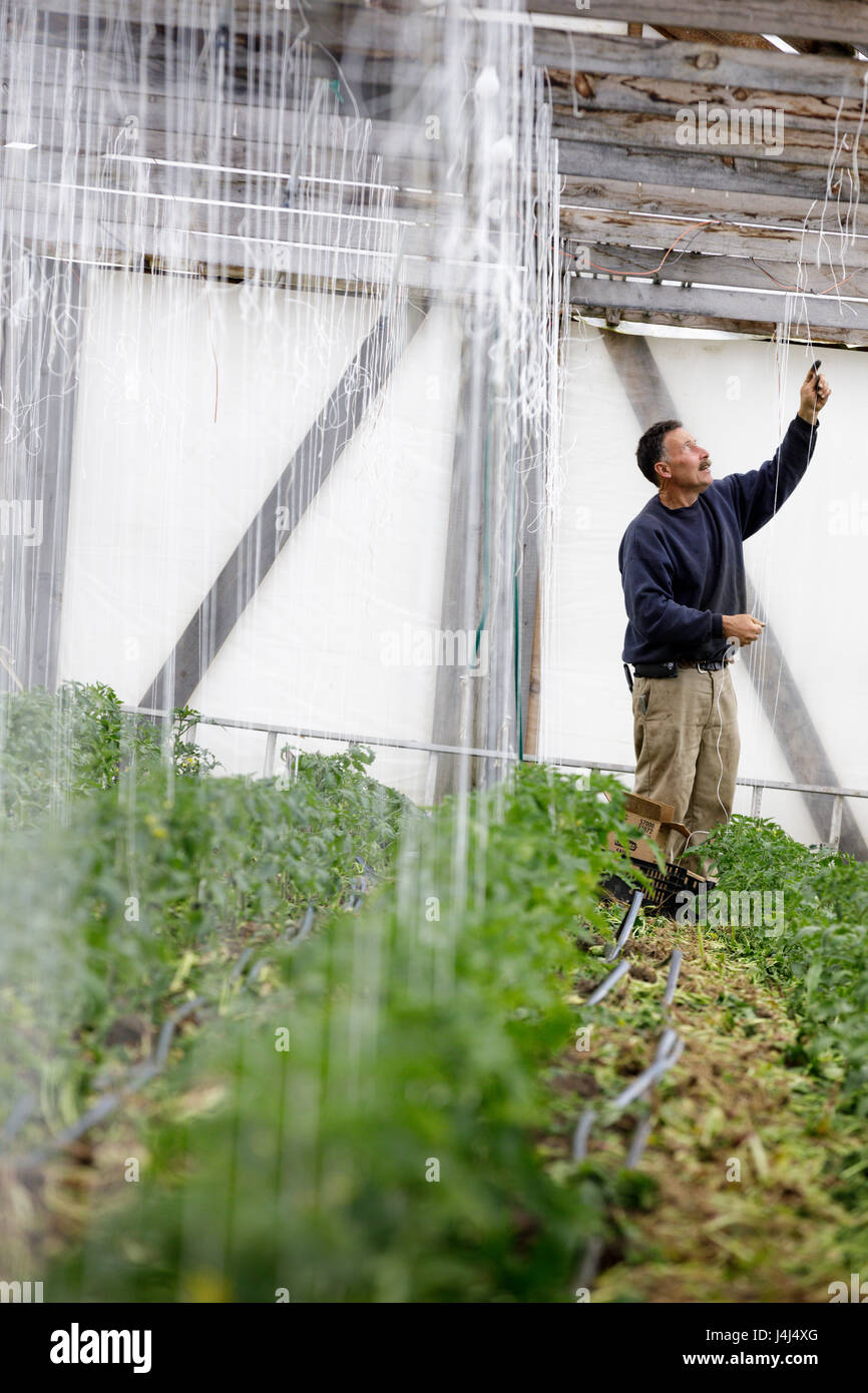 Un agricultor orgánico entrena a sus plantas de tomate a una espaldera vertical en un invernadero, , Valle Mohawk, Estado de Nueva York Foto de stock