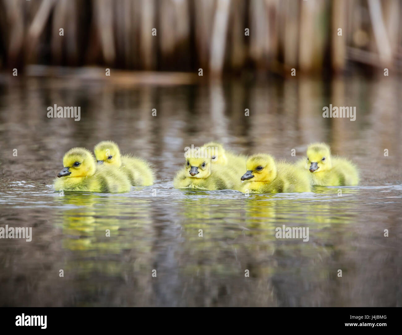 Canadá Goose Goslings, Manitoba, Canadá. Foto de stock