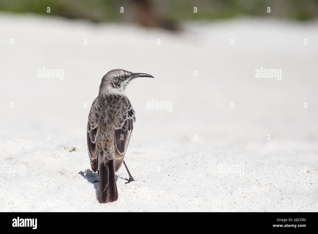 Hood (Mimus macdonaldi) en la playa, la bahía Gardner, Espanola, Islas Galápagos Foto de stock