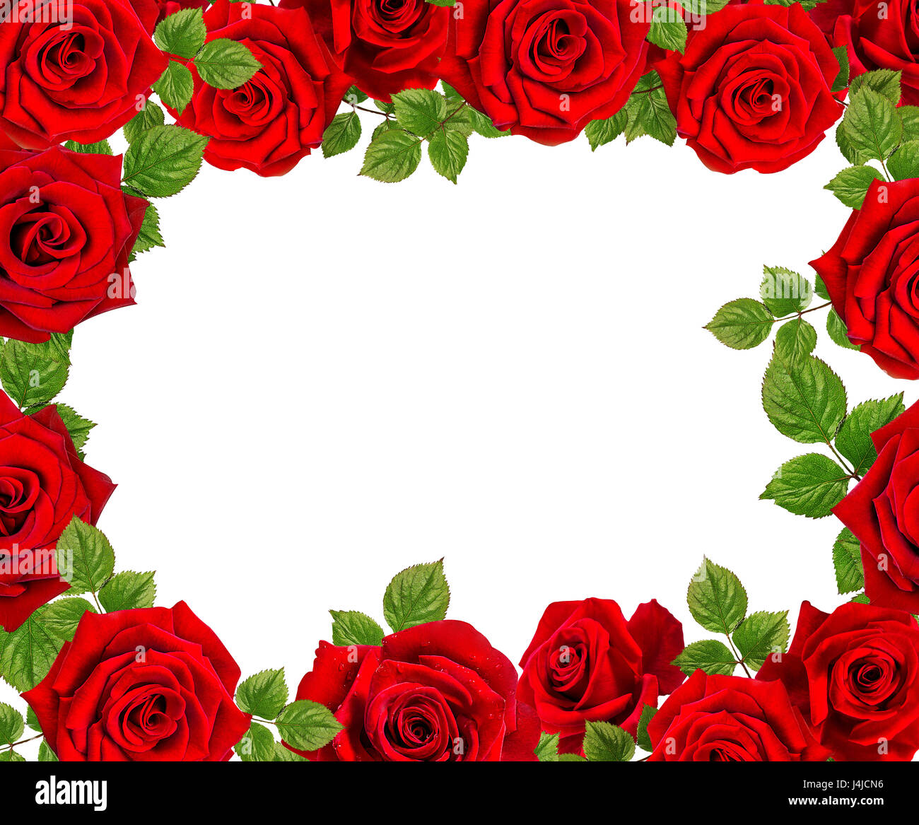 Marco de rosas.rosas rojas sobre un fondo blanco.Background hecho abstracto  de rosas Fotografía de stock - Alamy