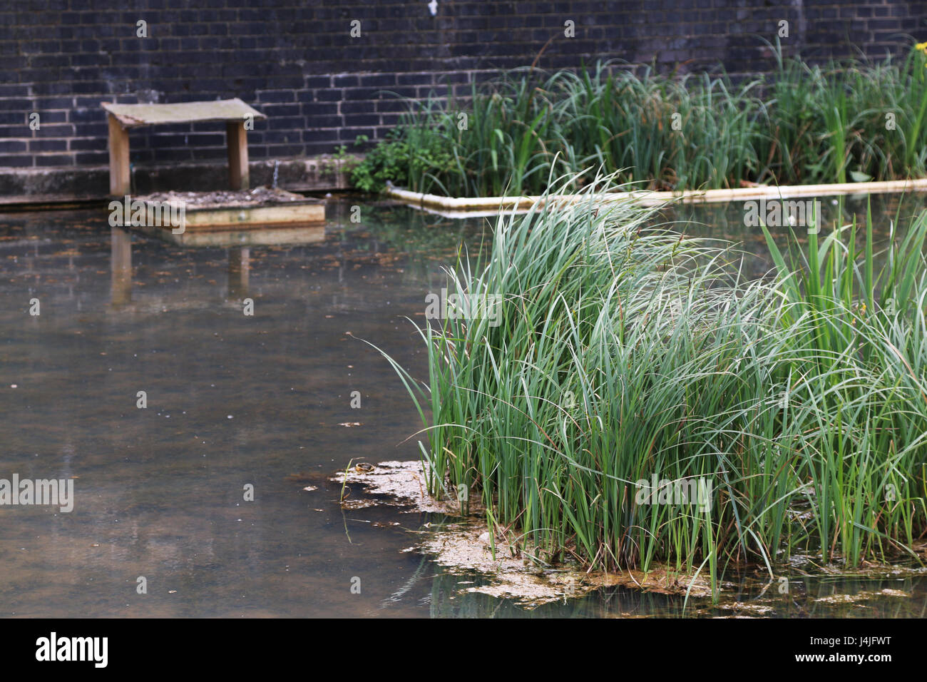Ciudad Canal con plantas acuáticas y duck roost Foto de stock