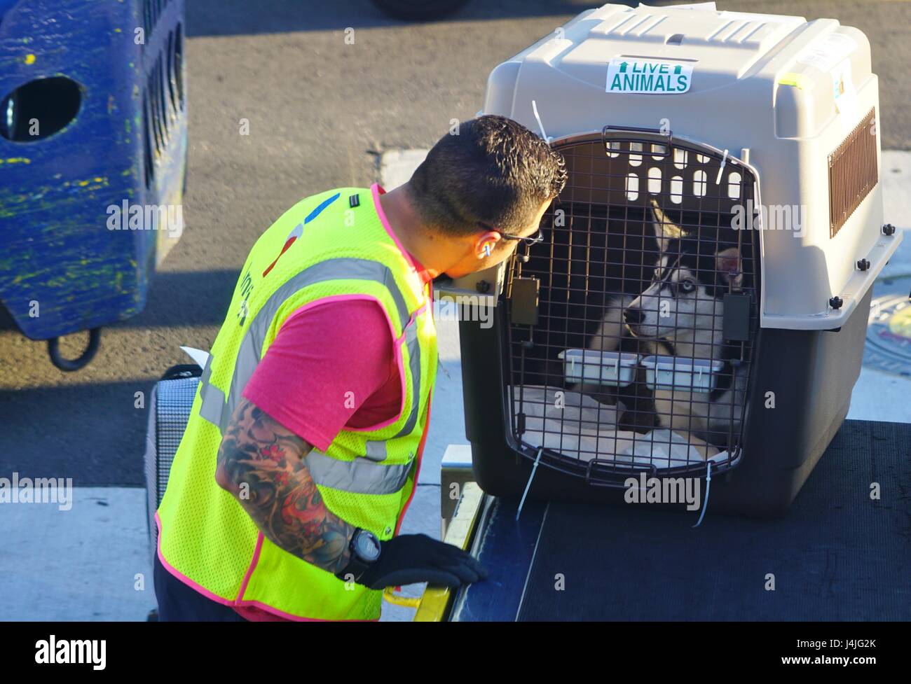 Una efectiva abuela Modernizar Un equipaje handler de American Airlines (AA) ser bueno para un perro en  una jaula para ser cargado en un avión en el Aeropuerto Internacional de  Miami (MIA Fotografía de stock -