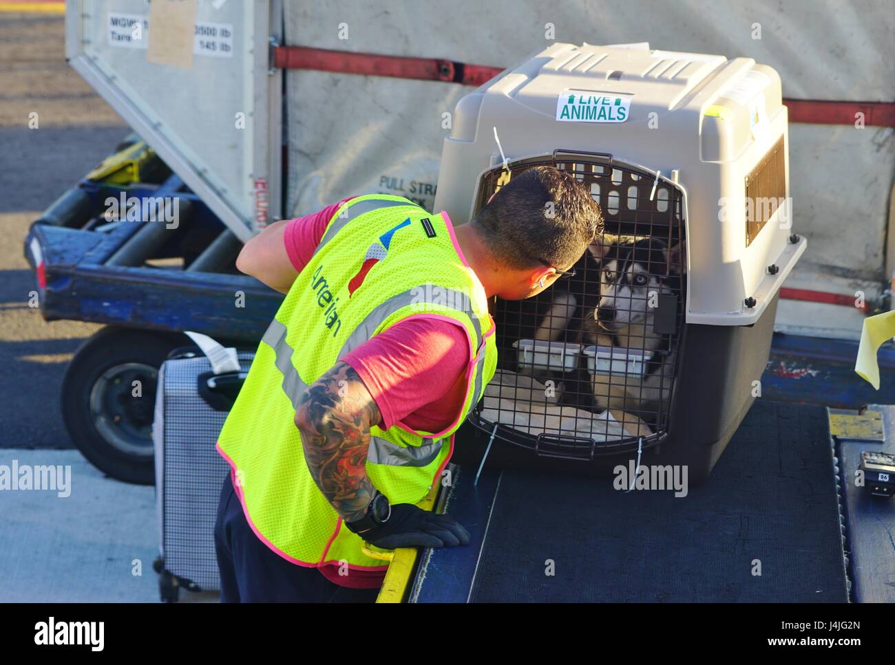 Una efectiva abuela Modernizar Un equipaje handler de American Airlines (AA) ser bueno para un perro en  una jaula para ser cargado en un avión en el Aeropuerto Internacional de  Miami (MIA Fotografía de stock -
