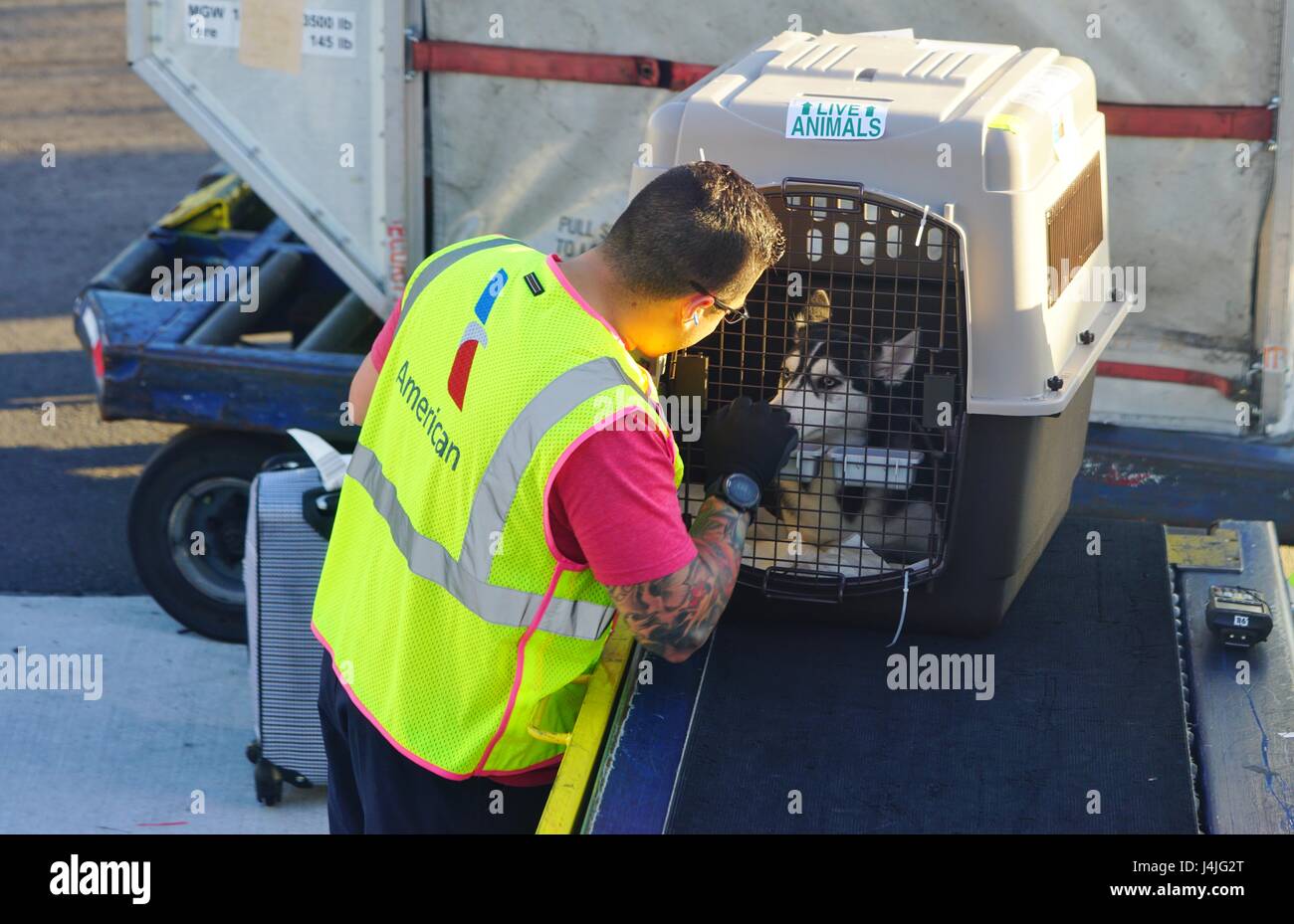 Un equipaje handler de American Airlines (AA) ser bueno para un perro en  una jaula para ser cargado en un avión en el Aeropuerto Internacional de  Miami (MIA Fotografía de stock -