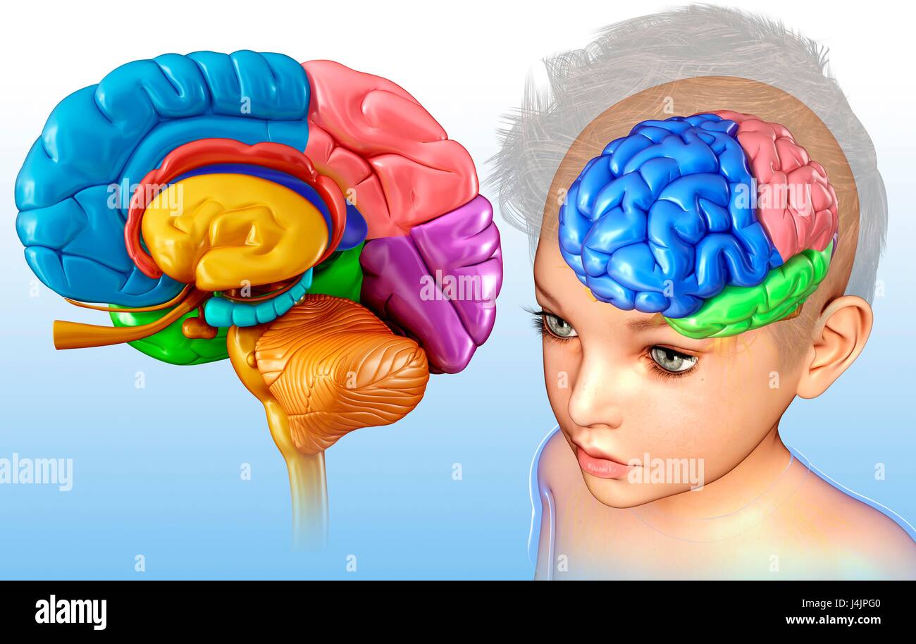 Ilustración de una anatomía del cerebro del niño. Foto de stock