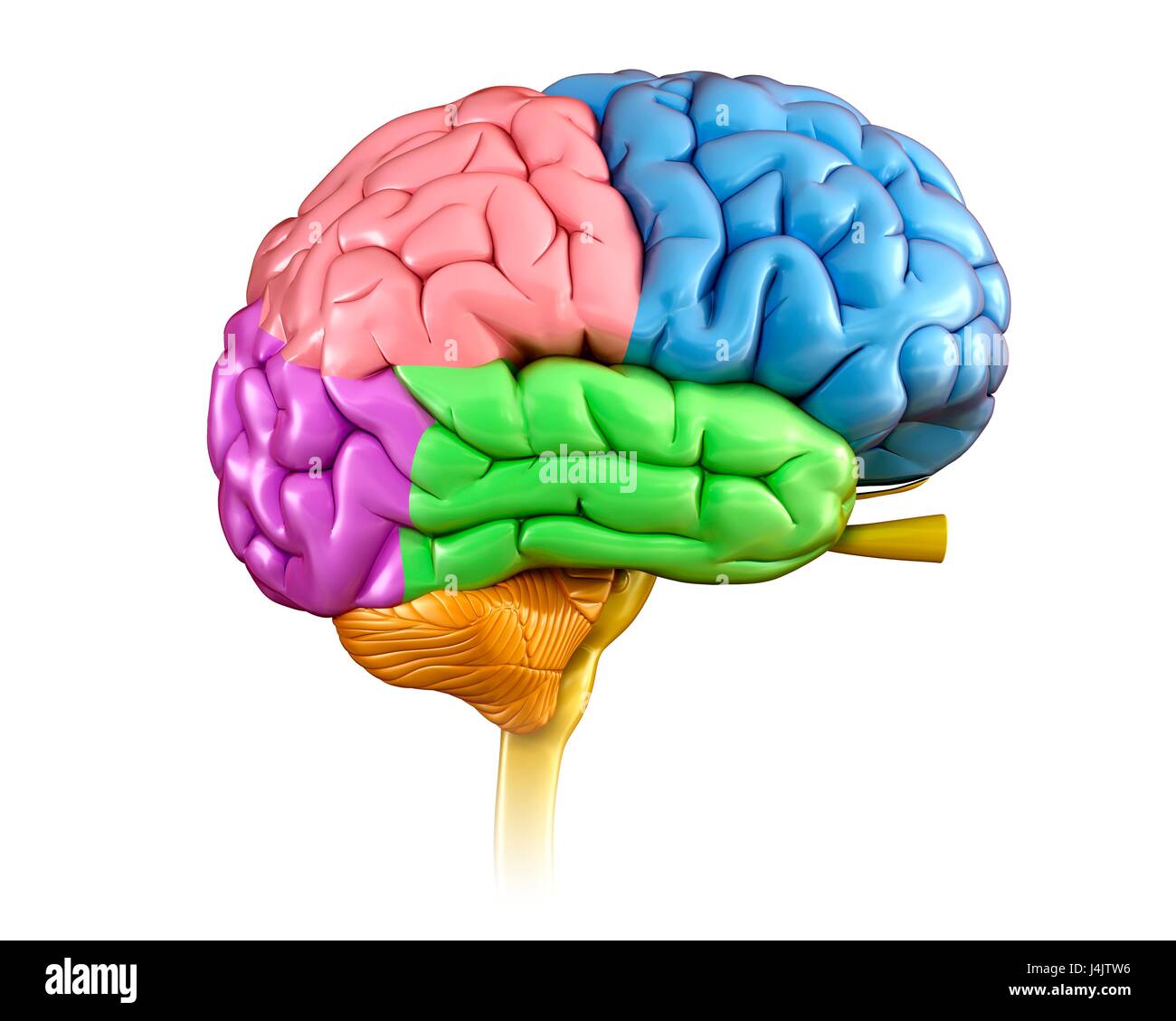 Ilustración de regiones del cerebro humano Fotografía de stock - Alamy