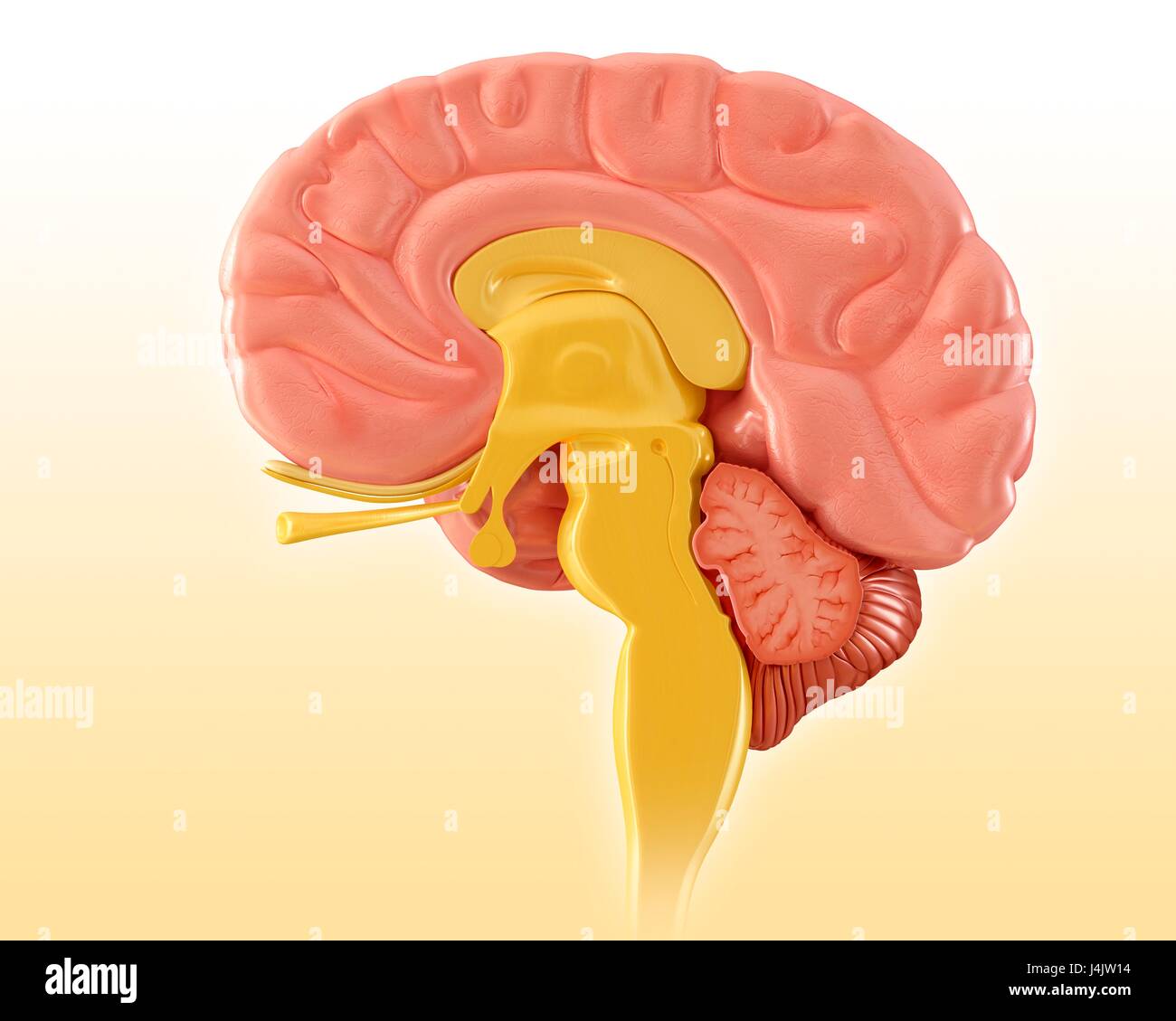 Ilustración de una sección media sagital del cerebro humano Fotografía