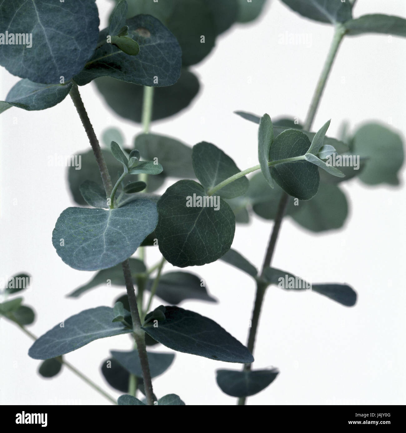 El eucalipto, Eucalyptus spec, detalle las hojas de las plantas