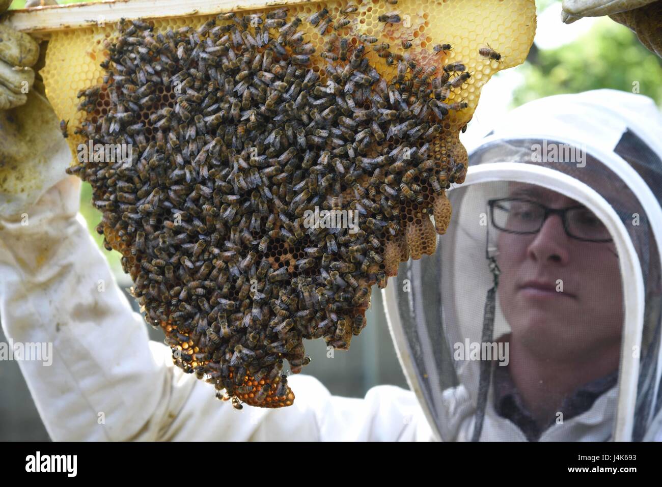 Tech. El Sgt. Garrett Wright, 22º Escuadrón de Apoyo a las operaciones de supervivencia y resistencia de evasión y Escape de recuperación personal especialista, inspecciona las celdas de emergencia en uno de sus colmenas de abejas, el 24 de abril de 2017, en el Derby, Kan. Celdas de emergencia son creados por una colonia de abejas para producir una nueva reina cuando la reina anterior pasa a ser heridos, muere o sale de la colmena. (Ee.Uu. La Fuerza Aérea foto/Aerotécnico de Primera Clase Erin McClellan) Foto de stock