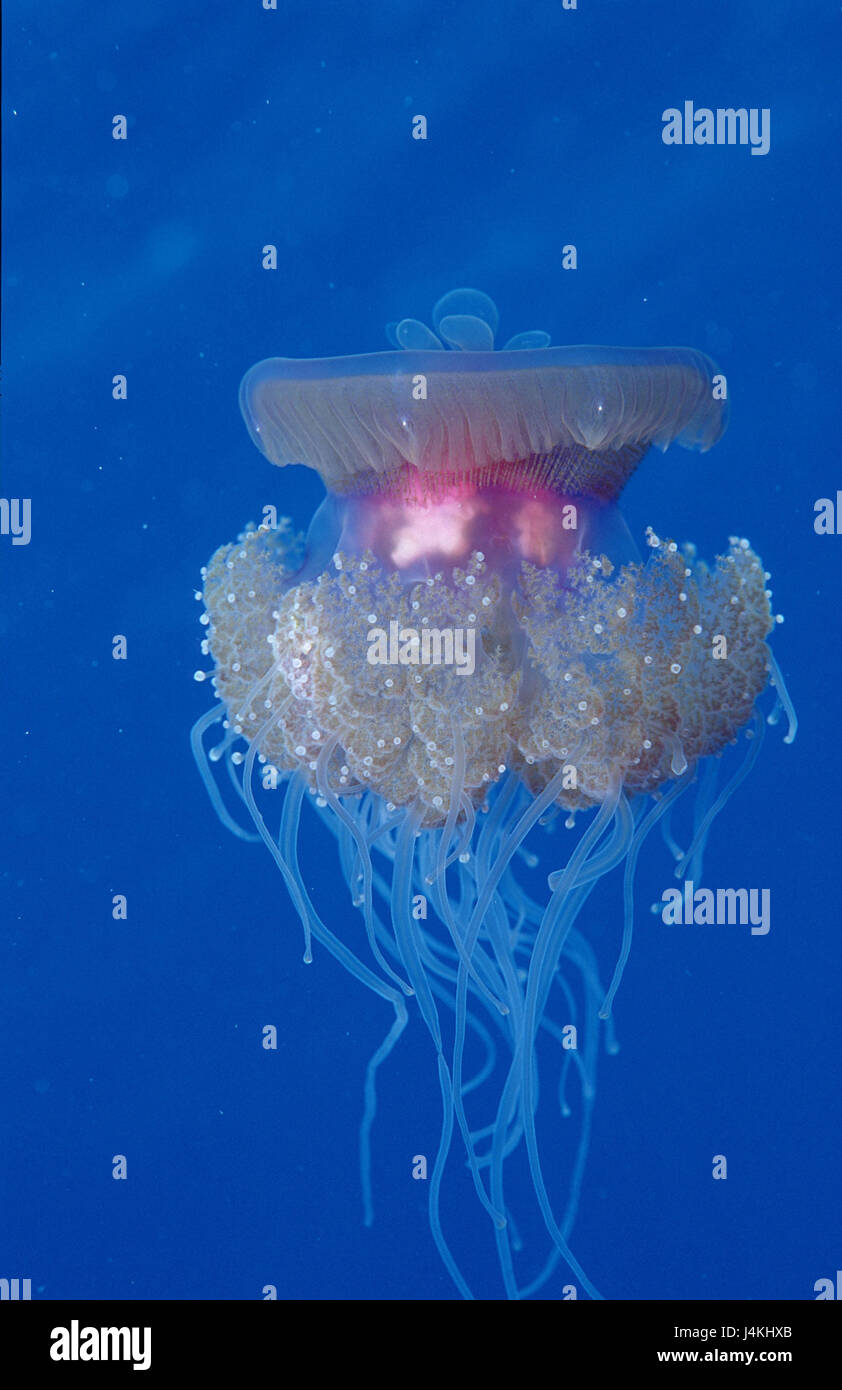 Crown medusas, net óxido granny setouchina Foto de stock
