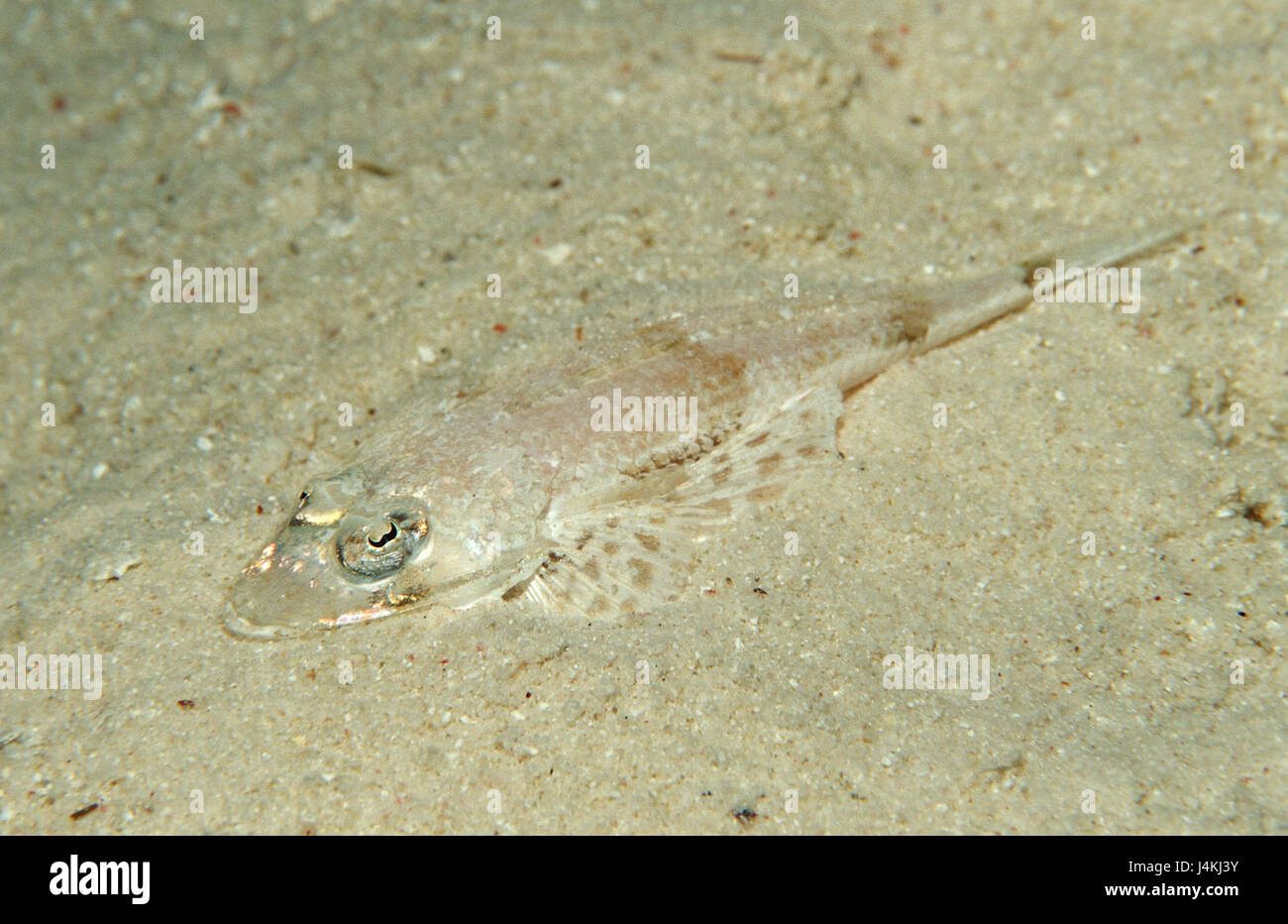 Joven enano de cabeza plana, cocodrilos, peces Thysanophrys chiltonae Foto de stock