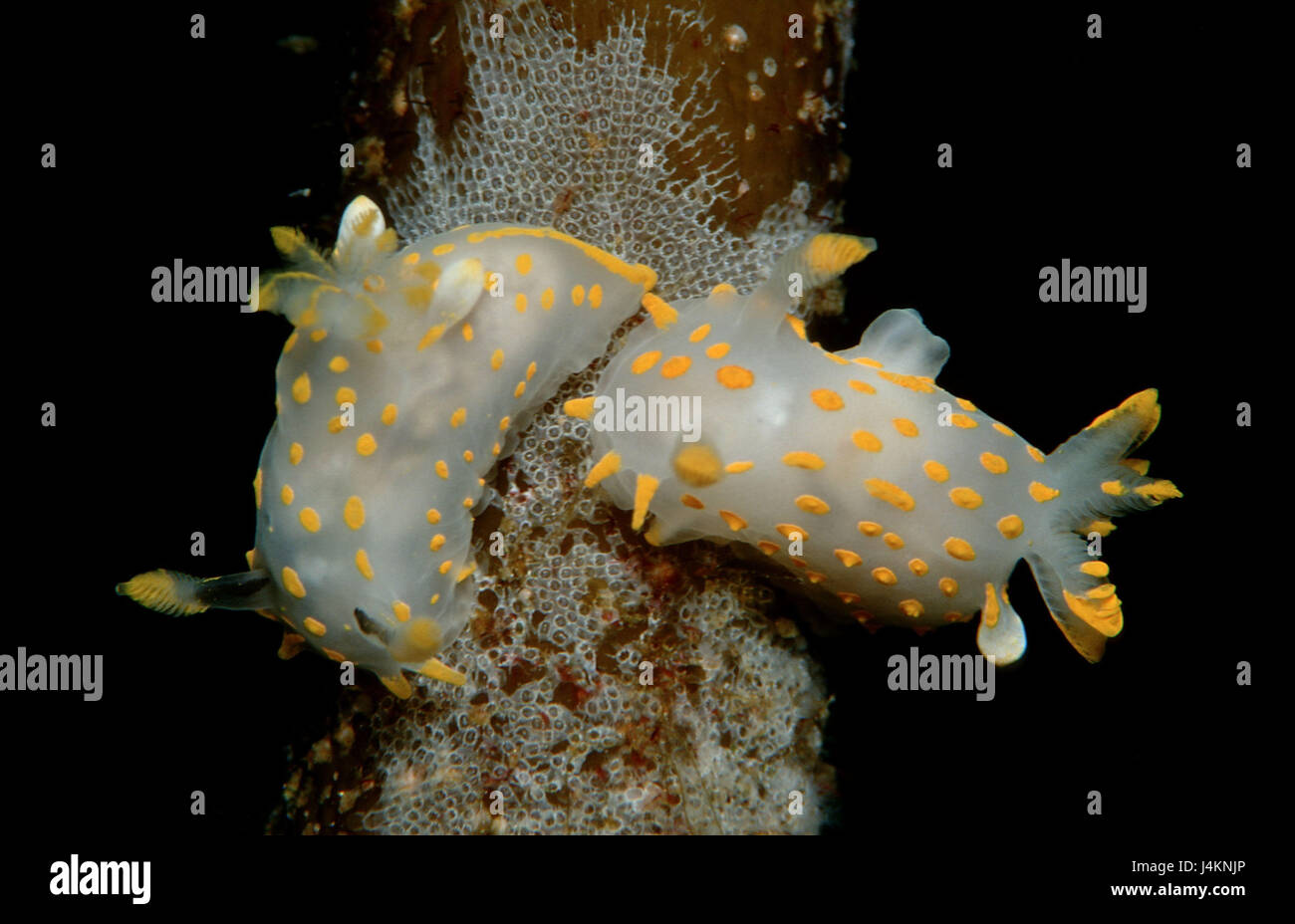 Coral, babosas, Limacia clavigera Foto de stock