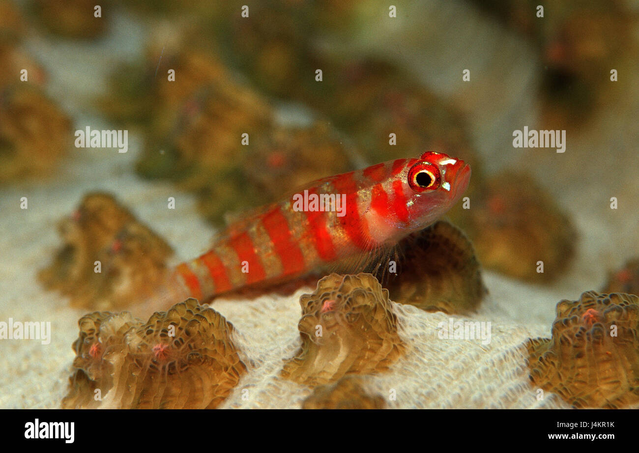 Las películas de color rojo-Zwerggrundel, Gobiidae Foto de stock