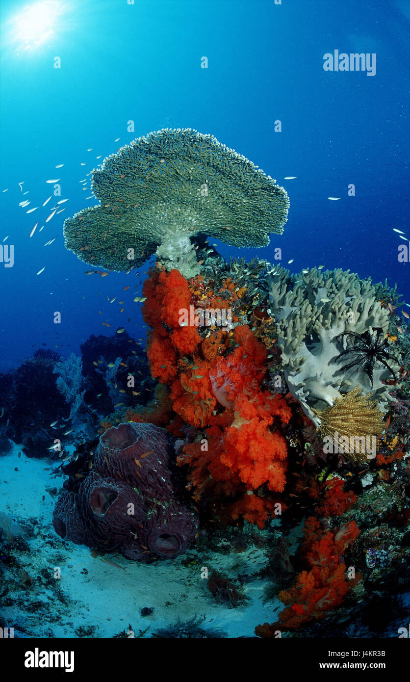 Los arrecifes de coral, los peces, luz trasera Foto de stock