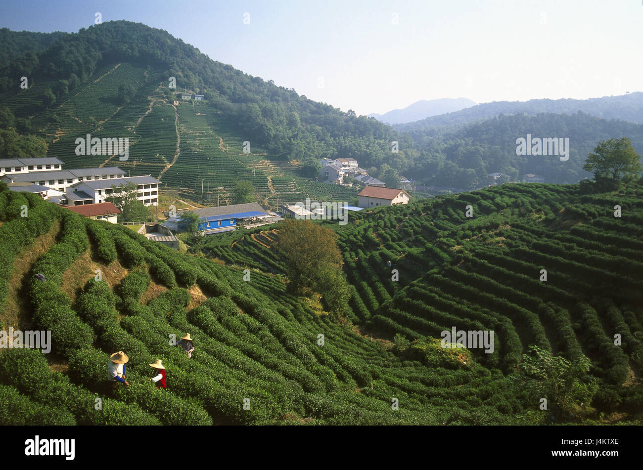 China, en la provincia de Zhejiang, Hangzhou, nostalgia, campos de introducción de Asia, Asia Oriental, la economía, la agricultura, el paisaje, la colina, colina, paisajes, montañas, valle, colgantes, anexo, té, té