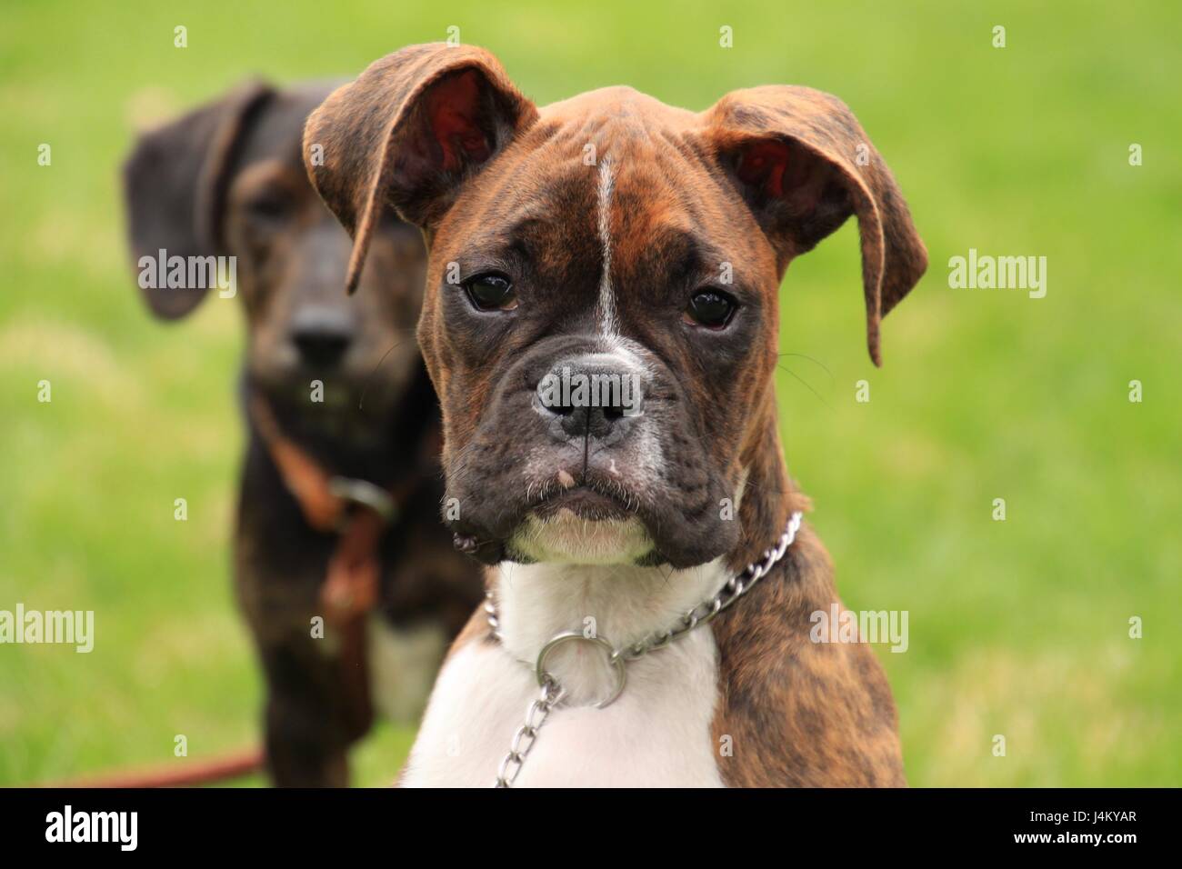 Boxer Bebe Perro Primer Plano Retrato Foto En Blanco Y Negro Fotografia De Stock Alamy