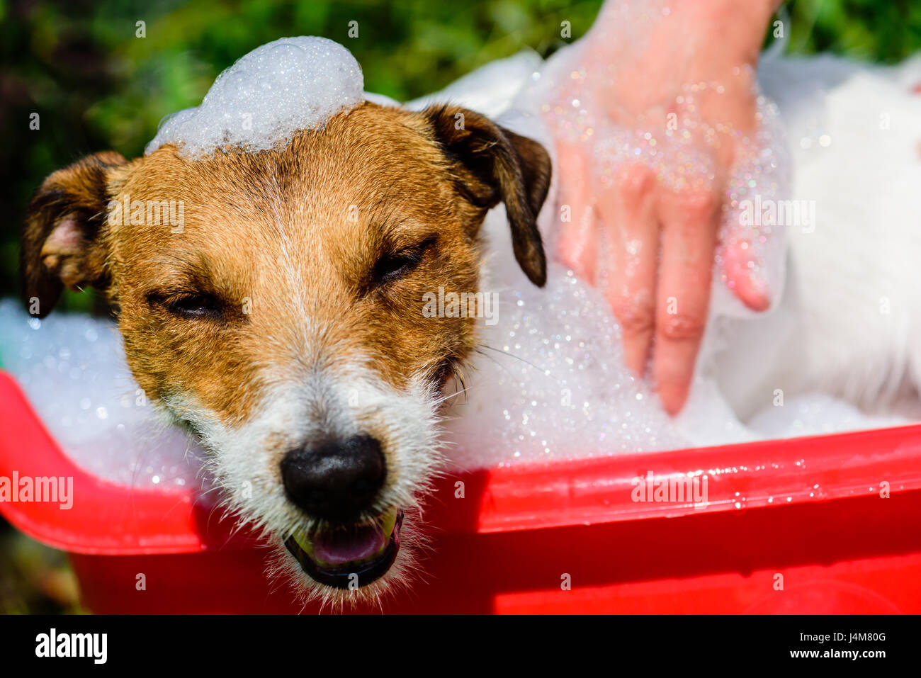 Perro en tina llena de espuma de jabón tiene el placer de tomar un baño  Fotografía de stock - Alamy