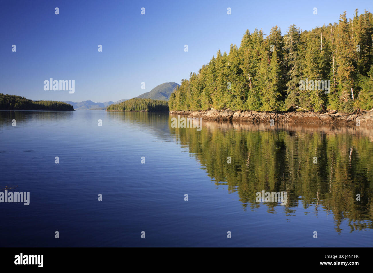 Canadá, Columbia Británica, Great Bear Rainforest, Princess Royal Islandia, costa, madera, mar, Foto de stock
