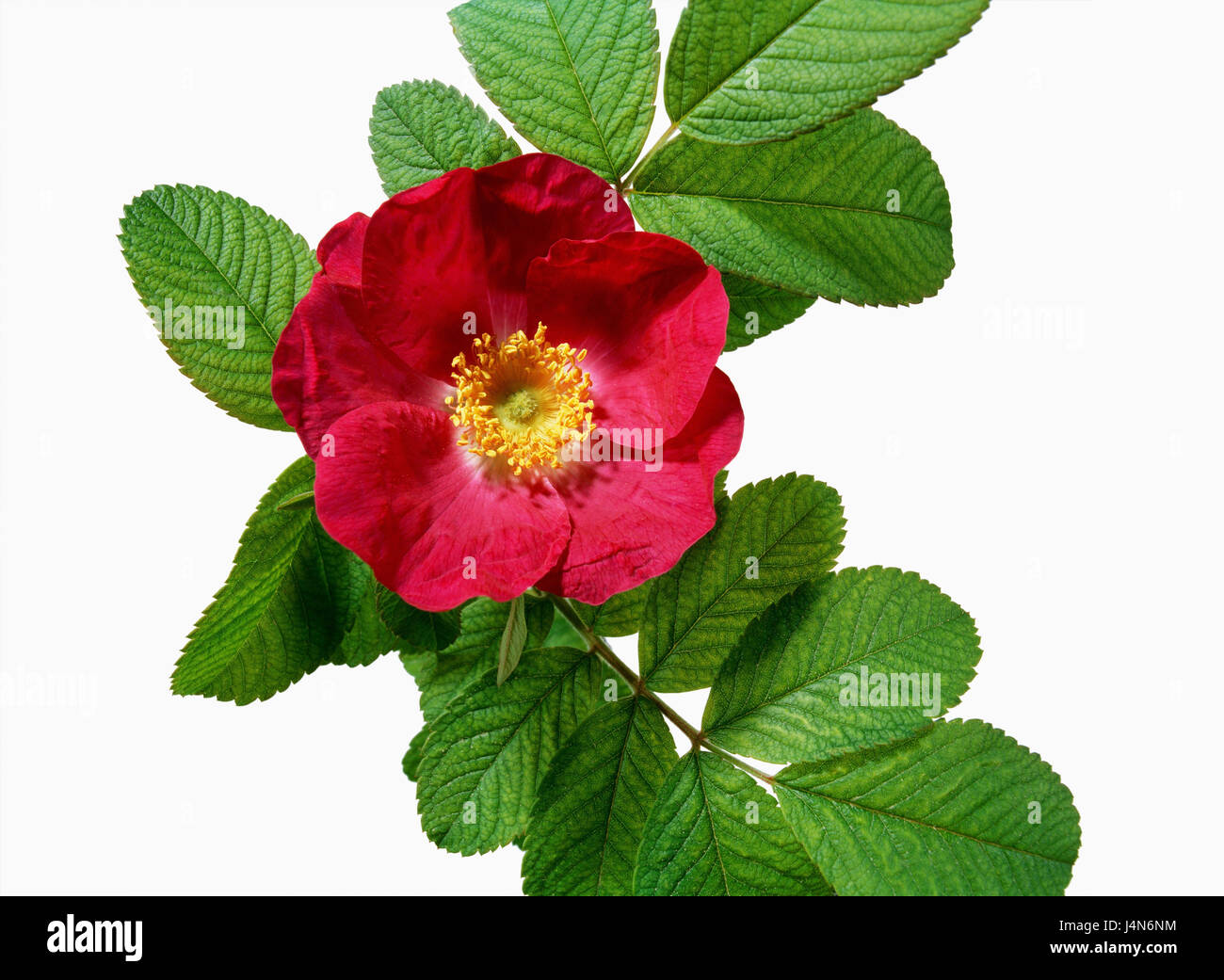 Rose, nombre: 'Calocarpa', disección Rugose Cinnamomeae, rosas, criadores: Francois-Réné Bruant, Francia, en 1891, Foto de stock