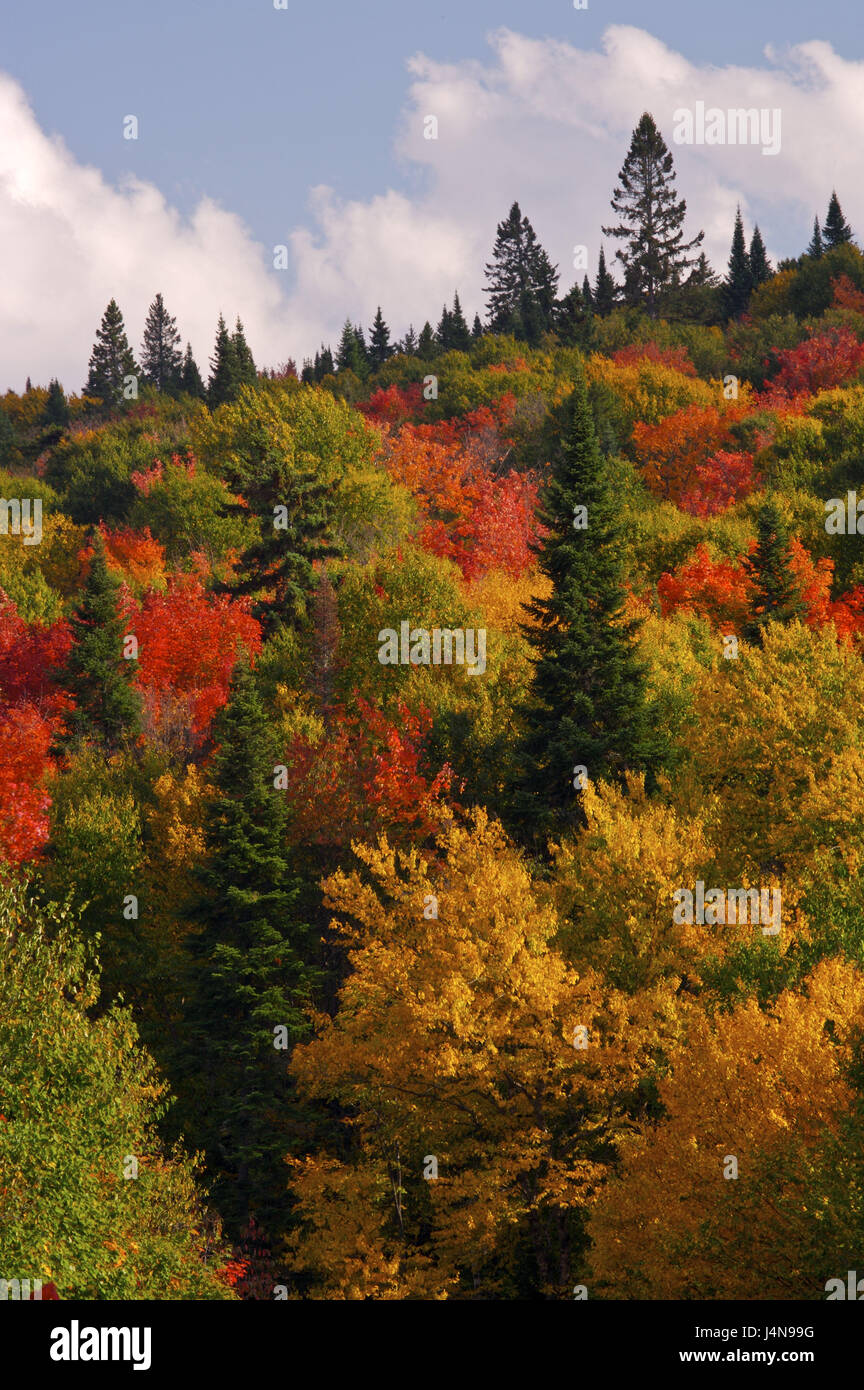 Madera, tinción de otoño, detalle, parque nacional Mont Tremblant, Laurentides, Canadá Foto de stock