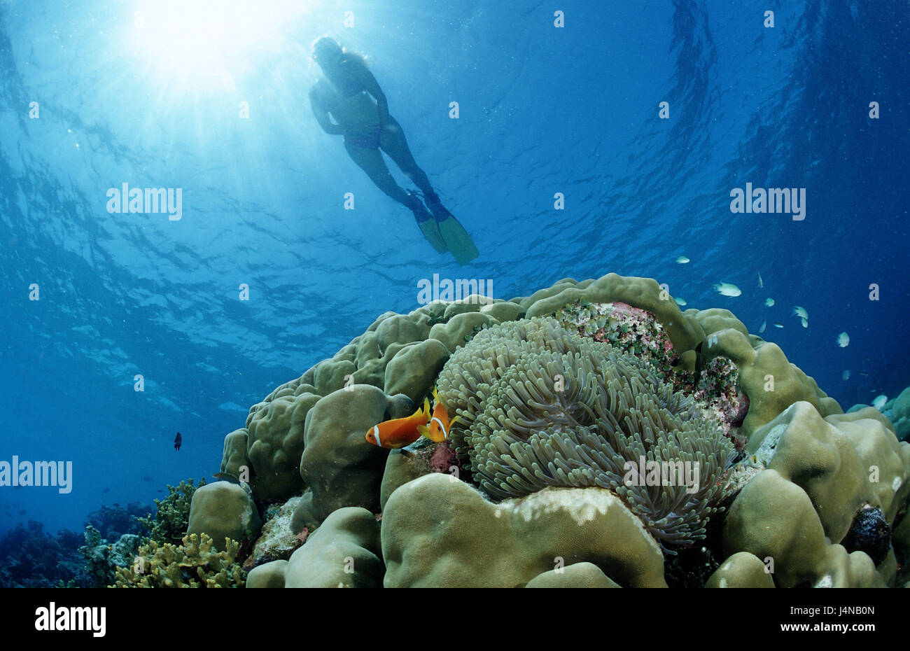 Snorkler, arrecifes de coral, de pez de anémona, Amphiprion nigripes, Foto de stock