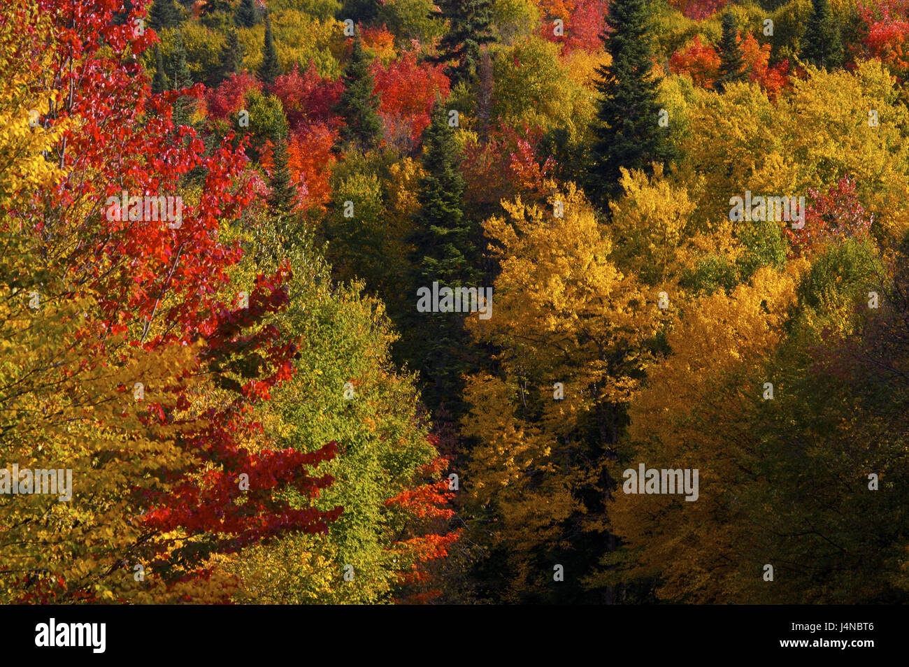 Madera, tinción de otoño, detalle, parque nacional Mont Tremblant, Laurentides, Canadá Foto de stock
