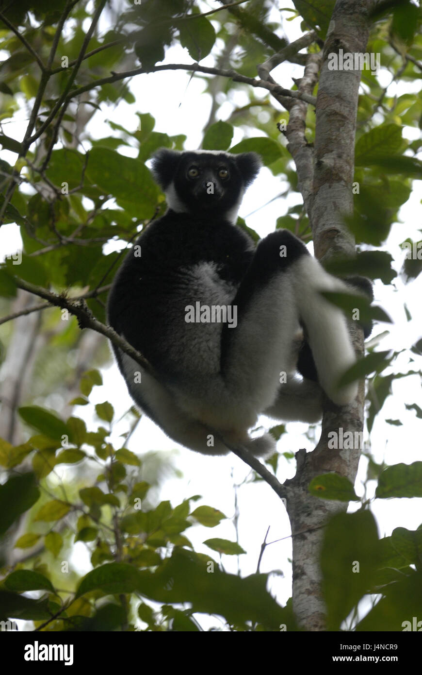 Árbol, Lemur, Indri, sentarse, Parque Nacional de Andasibe, Madagascar, Foto de stock