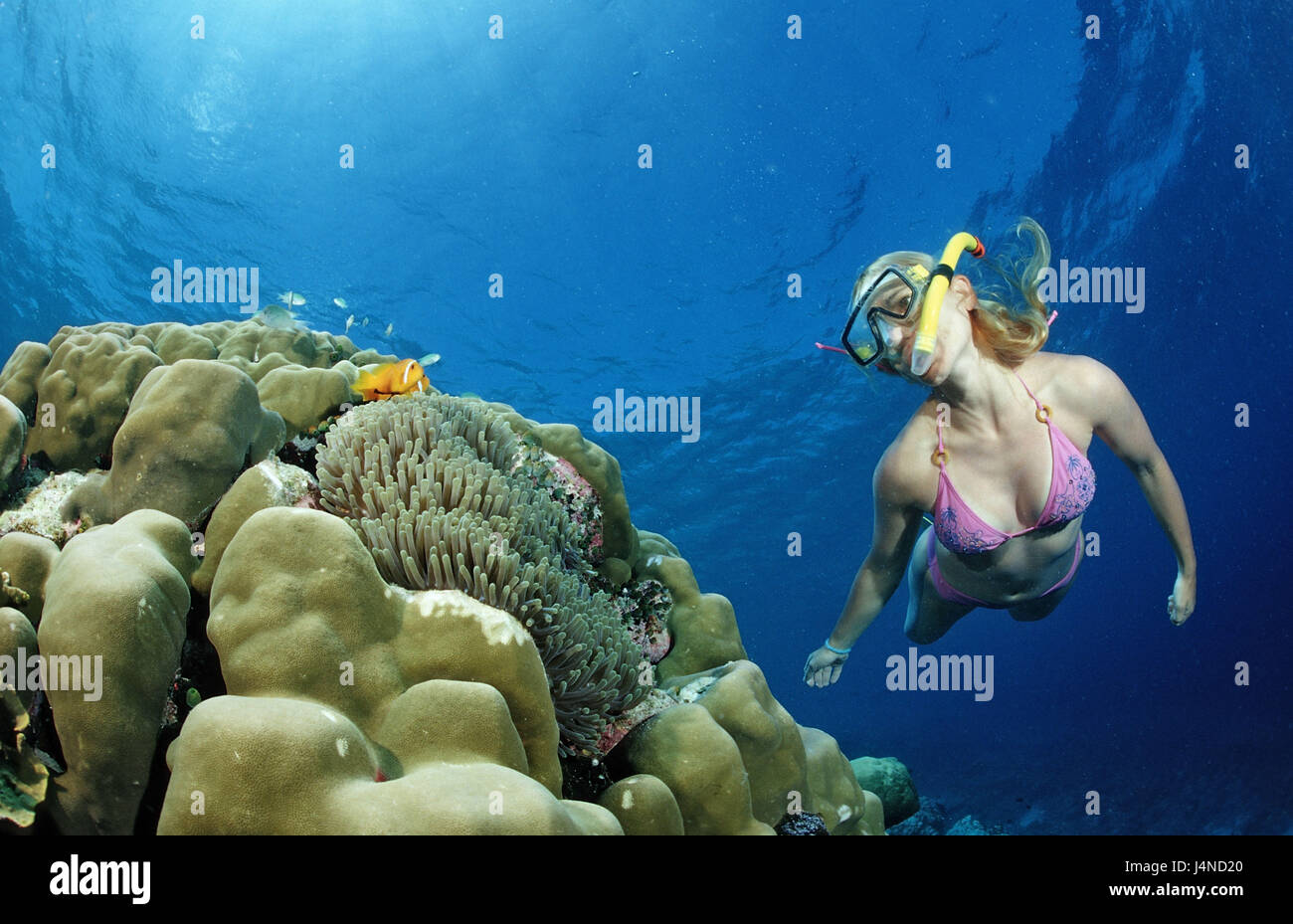 Schnorchlerin, arrecifes de coral, las Maldivas-pez de anémona, Amphiprion nigripes, Foto de stock