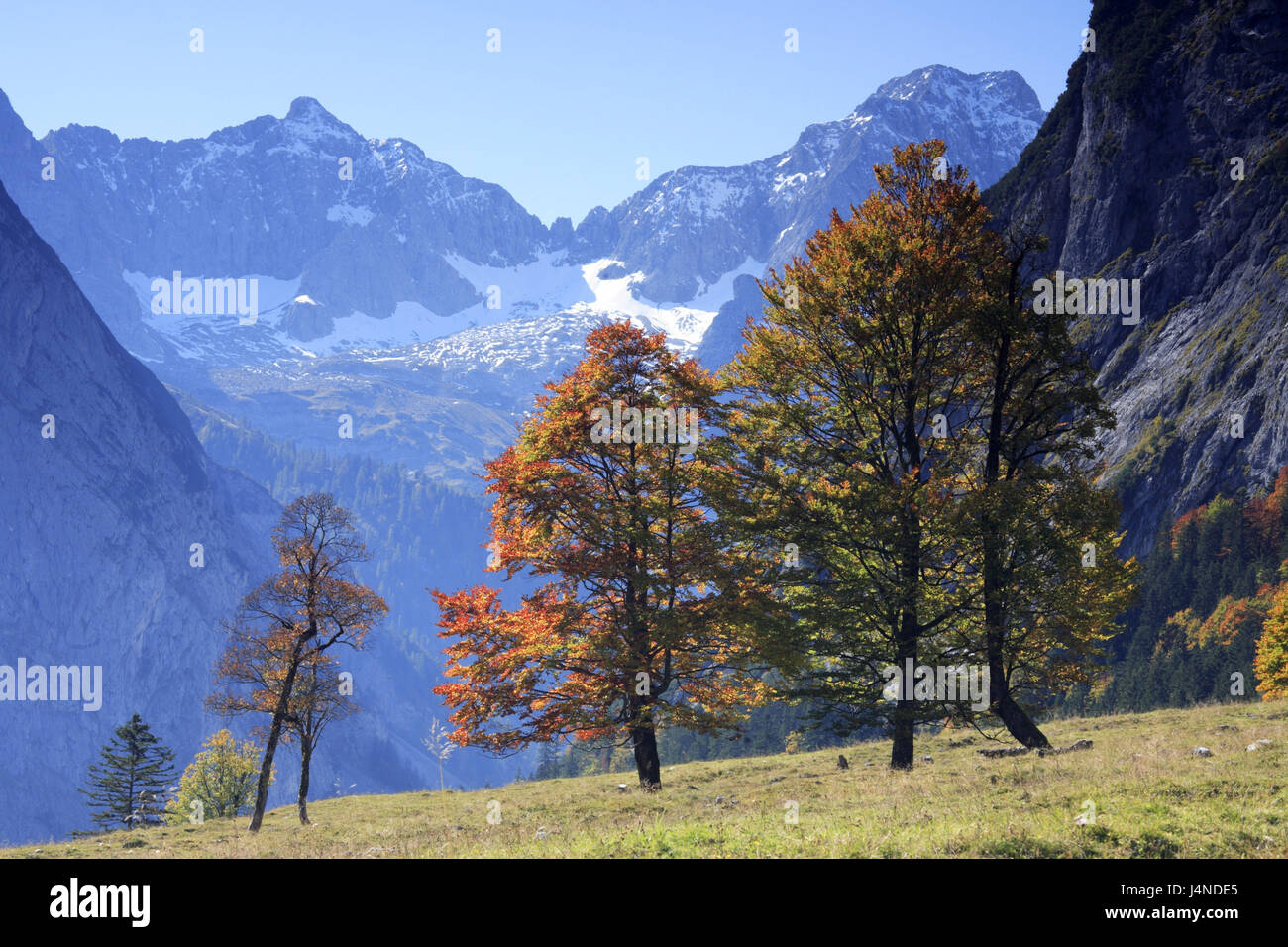 Austria, Tirol, estrecho valle, piso de arce, Karwendel, árboles, otoño, Foto de stock