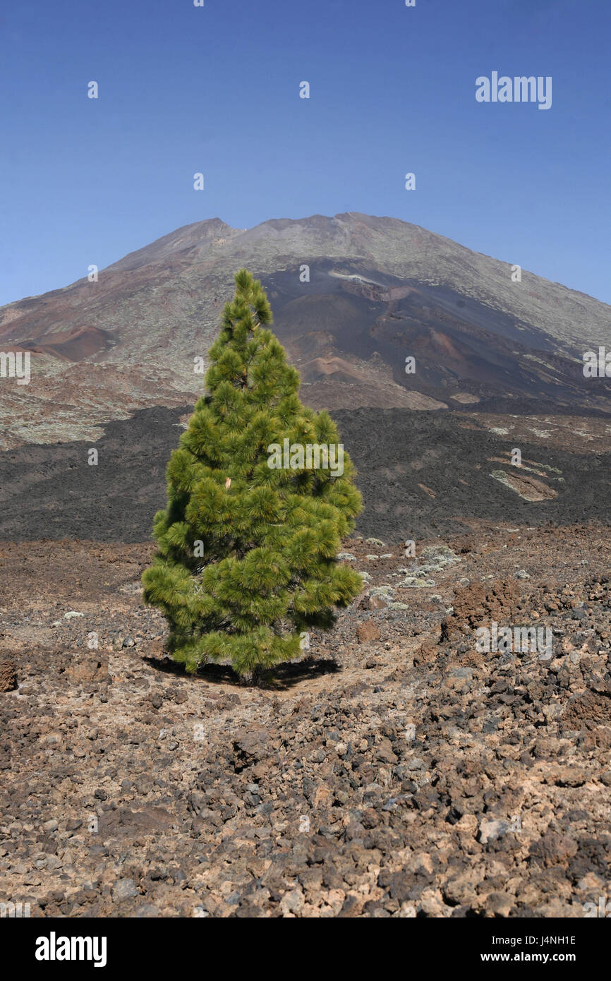 España, Tenerife, el Pico del Teide, roca volcánica, coníferas, Foto de stock