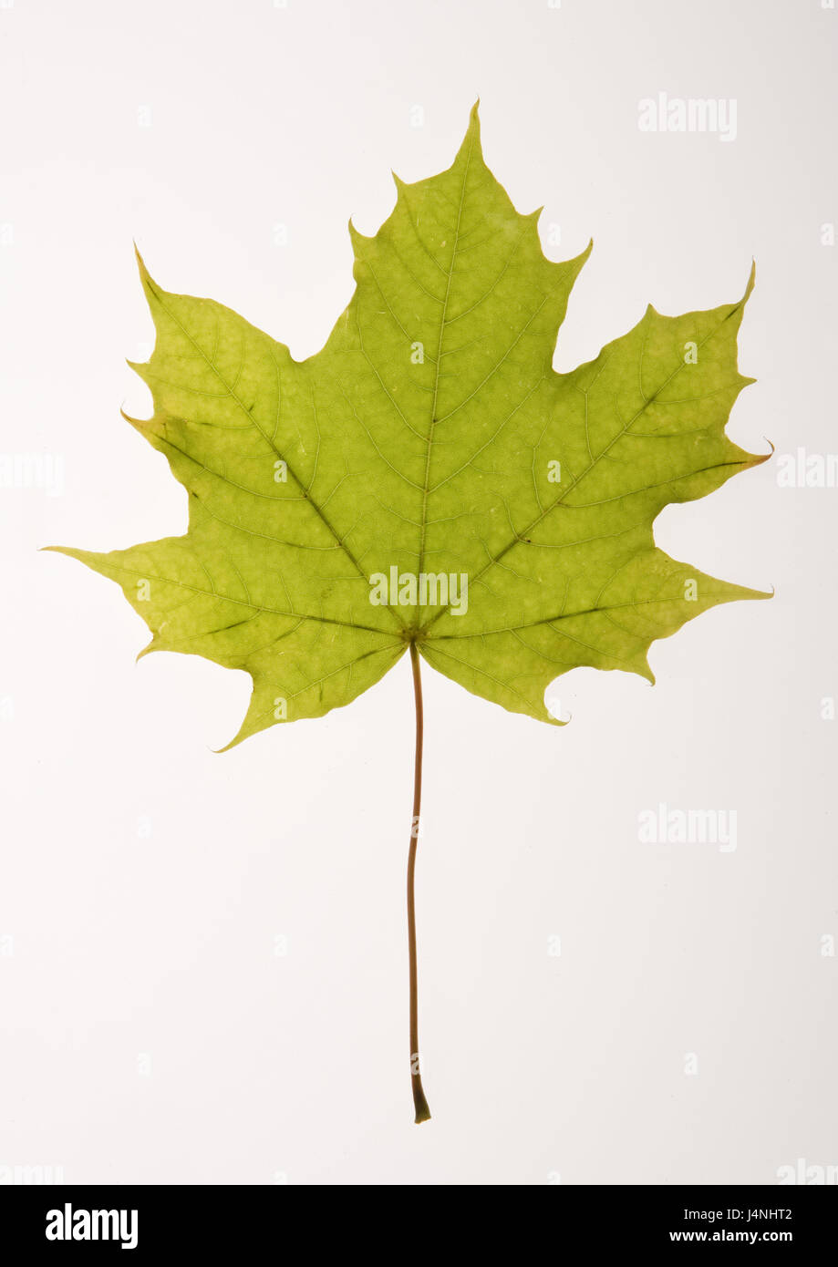 Maple Leaf, verde, hojas de plantas, hojas, maple, Acer, vegetación, naturaleza, estructura, Frei, placa de luz transmitida, temporada, Foto de stock