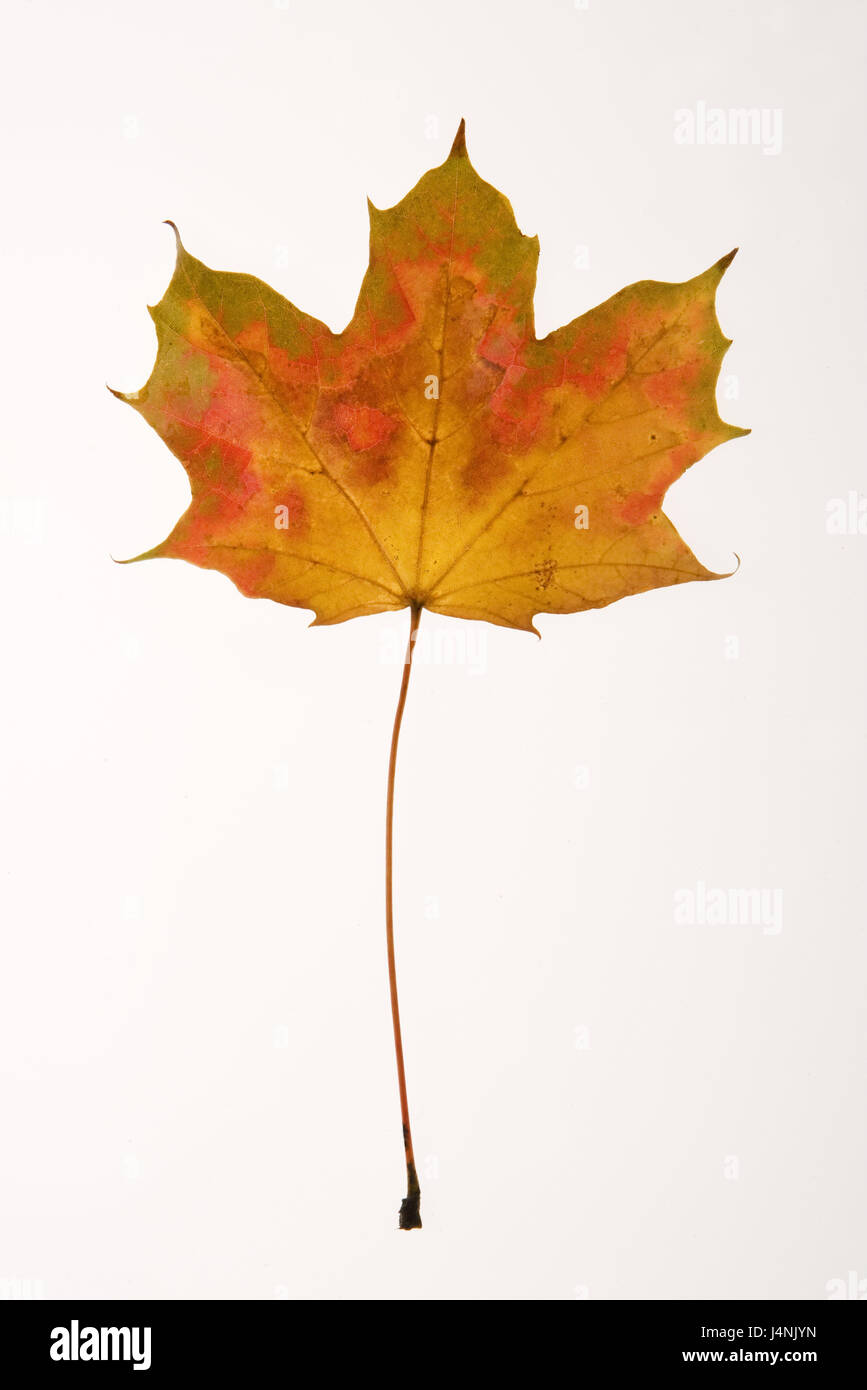 Maple Leaf, autumnally, hojas de plantas, hojas de arce, otoño, amarillo, Acer, el follaje de otoño, el follaje de otoño, naturaleza, estructura, Frei, placa de luz transmitida, tintes, temporada Foto de stock