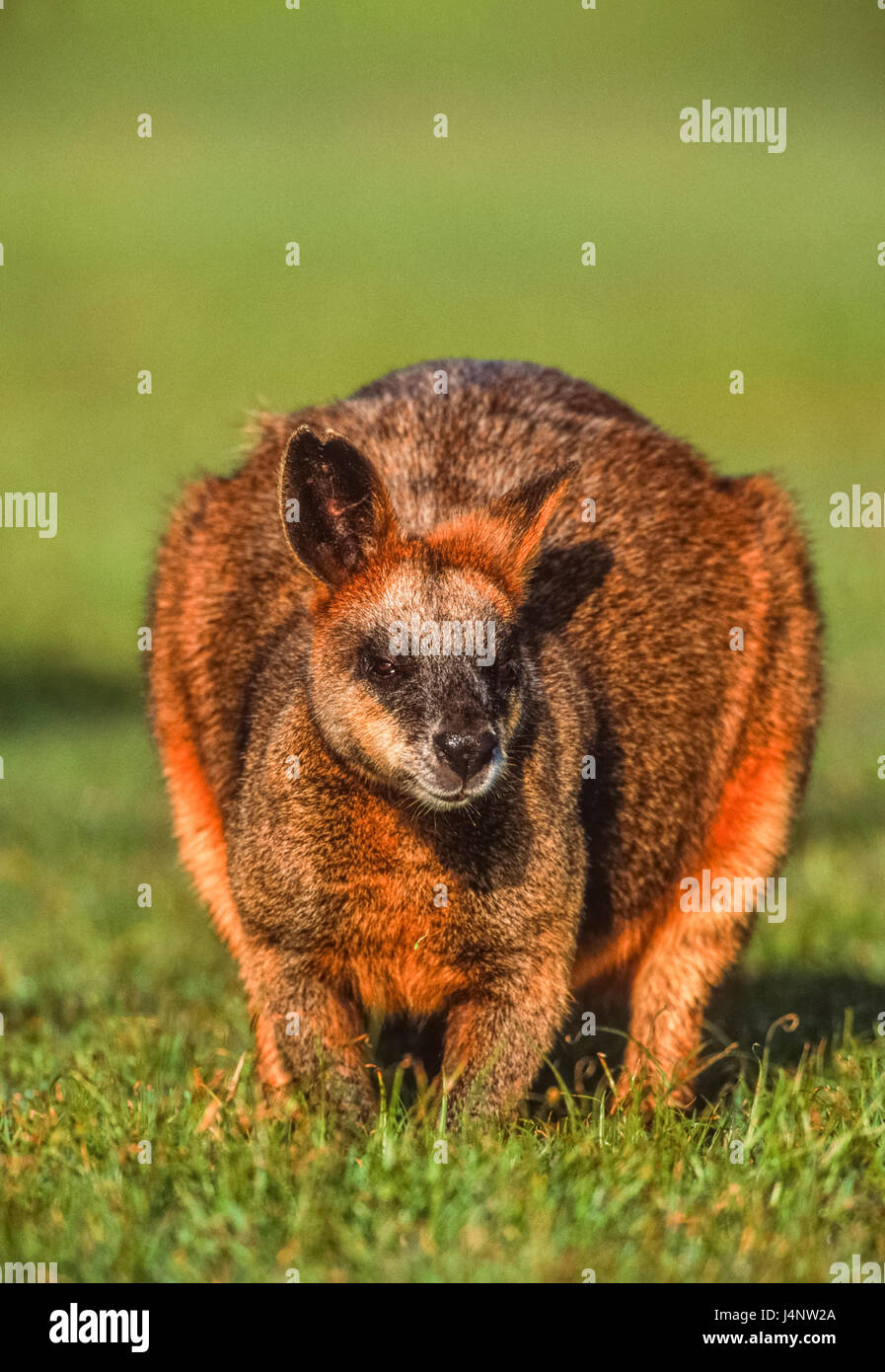 Pantano Wallaby, Wallabia bicolor, Byron Bay, New South Wales, Australia Foto de stock