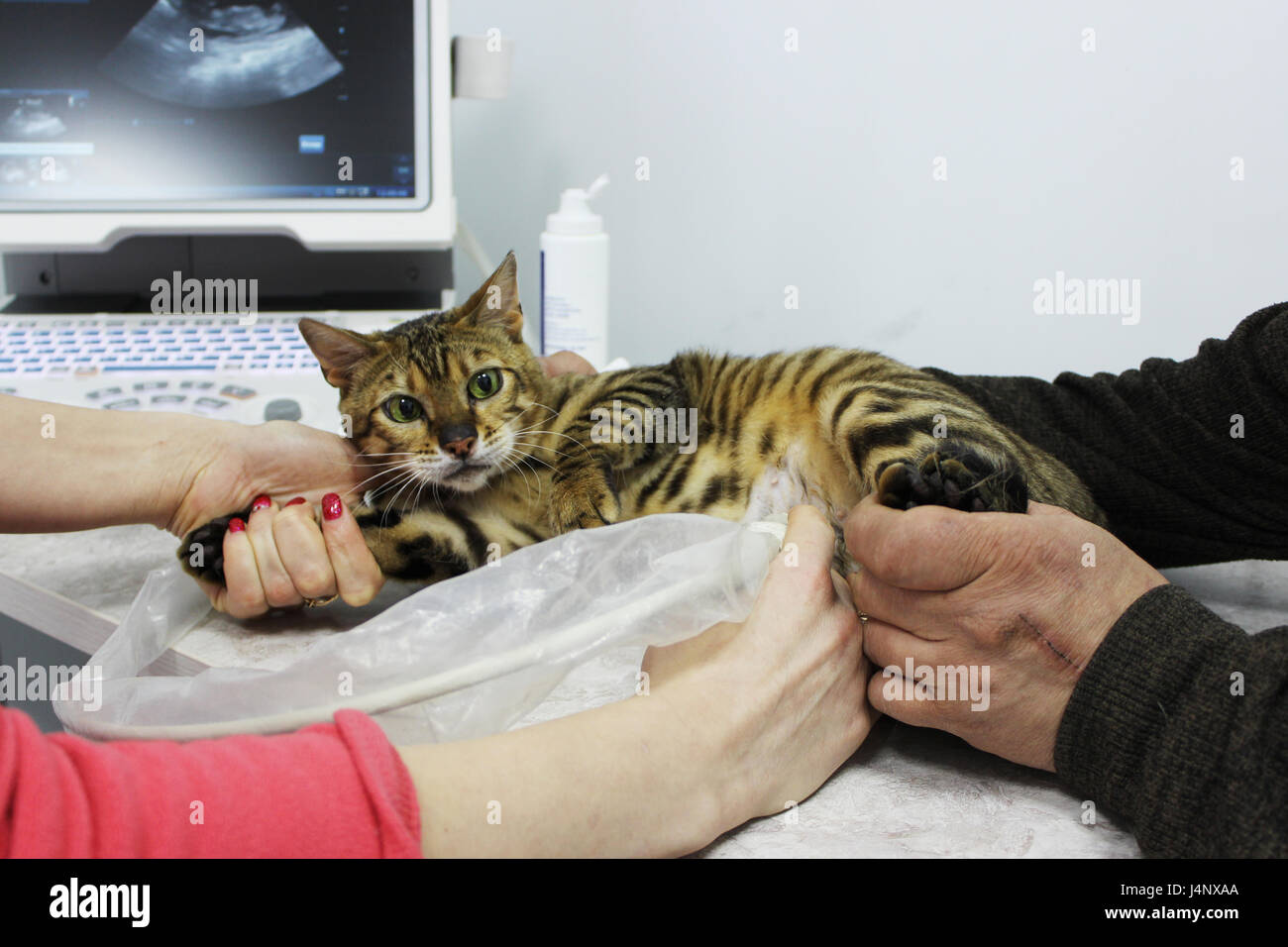 Un gato de pura sangre toyger embarazadas desde el caldo de cultivo en la  ecografía del útero en una clínica veterinaria Fotografía de stock - Alamy