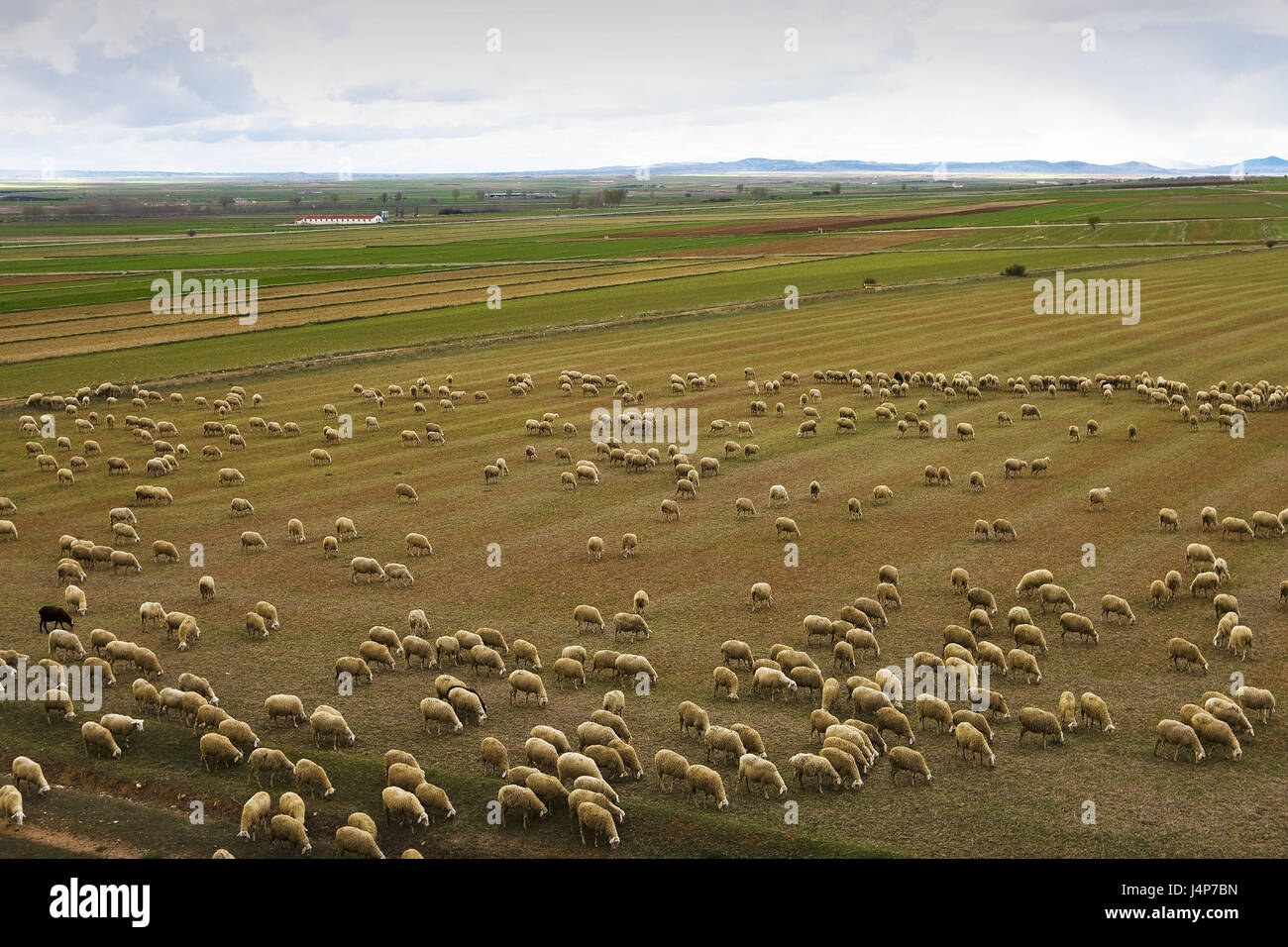 España, en la provincia de Teruel, rebaño de ovejas, escenografía