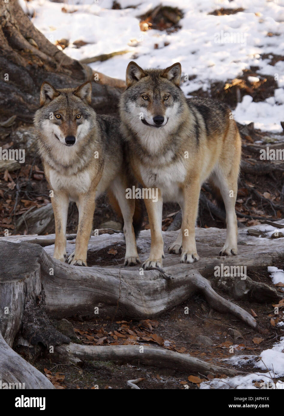 Lobos, Canis lupus, el lobo pareja, dos, uno al lado del otro, de pie,  observar la vista, medio ambiente, madera, ventoso Fotografía de stock -  Alamy