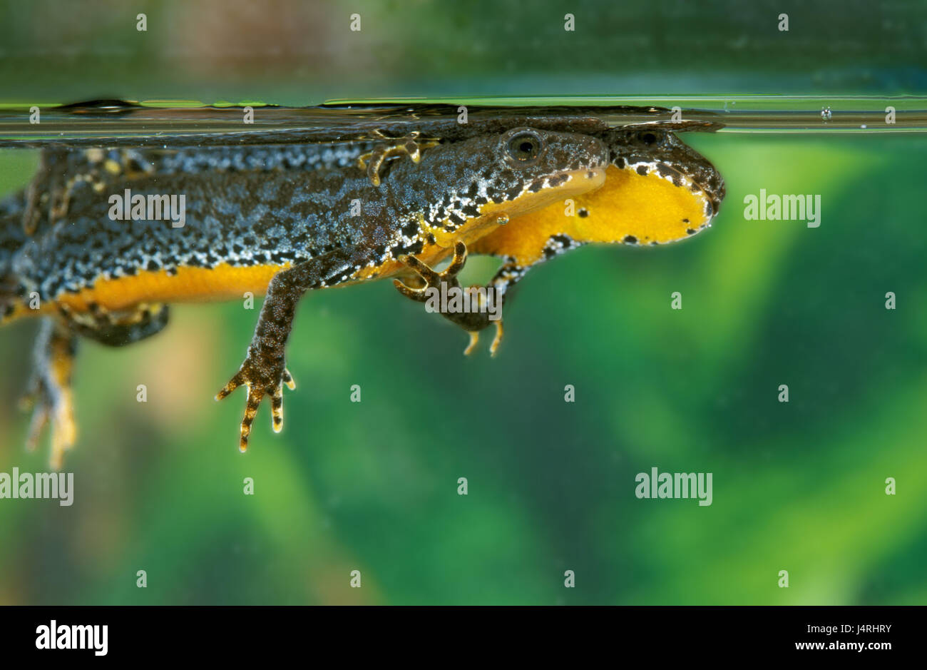 Las salamandras, agua alpino Triturus alpestris, Normandía, Francia Foto de stock