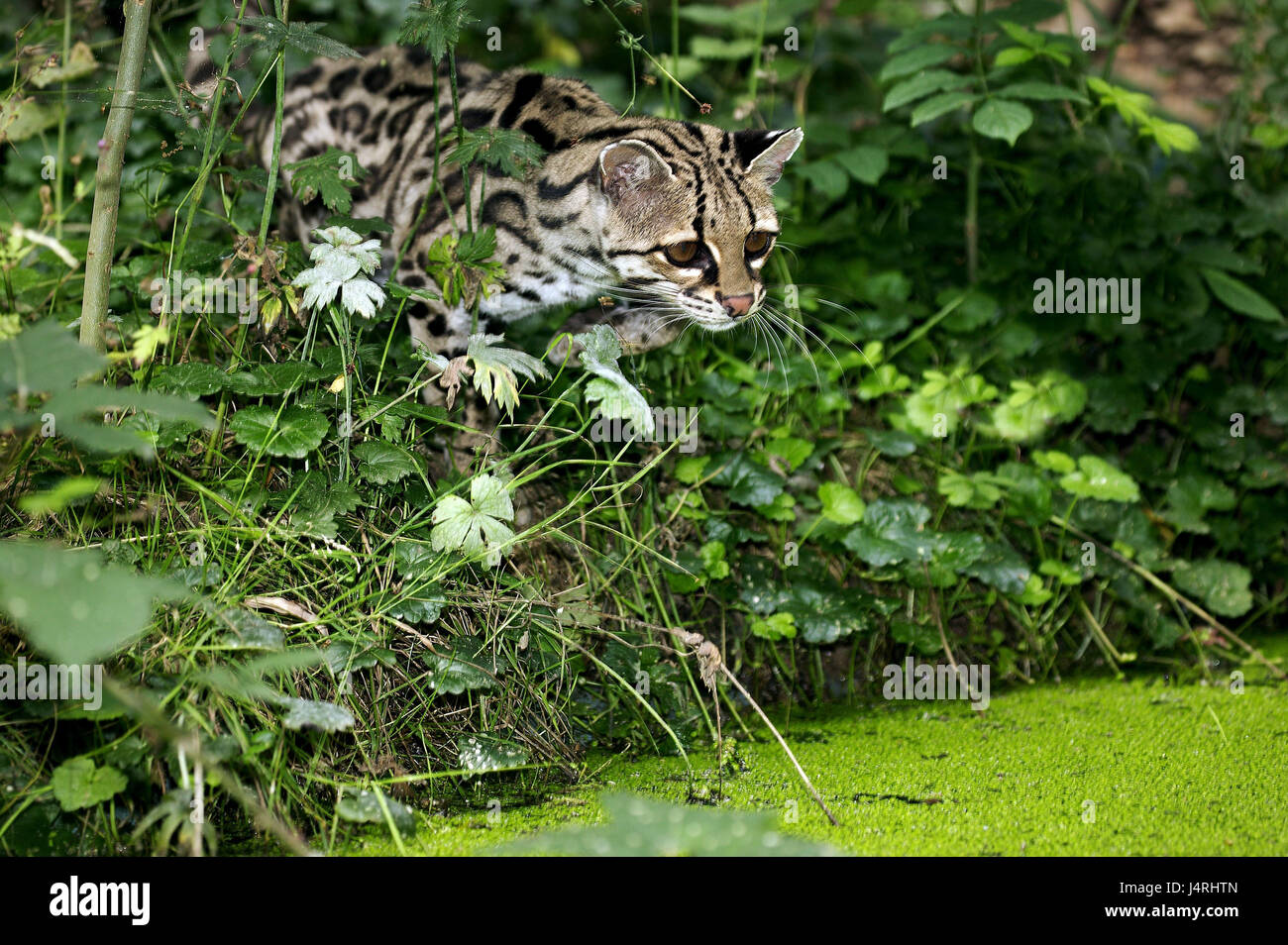 Larga cola gato gato margay, Leopardus wiedii, orificio de agua, Foto de stock