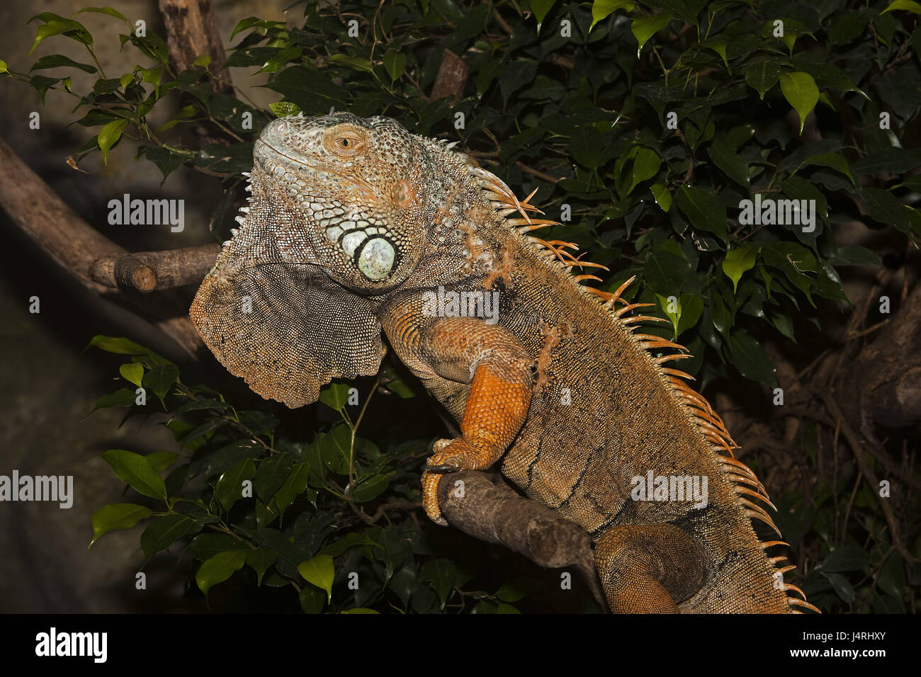 Leguan verde, Iguana iguana, rama, sentarse al lado, Foto de stock