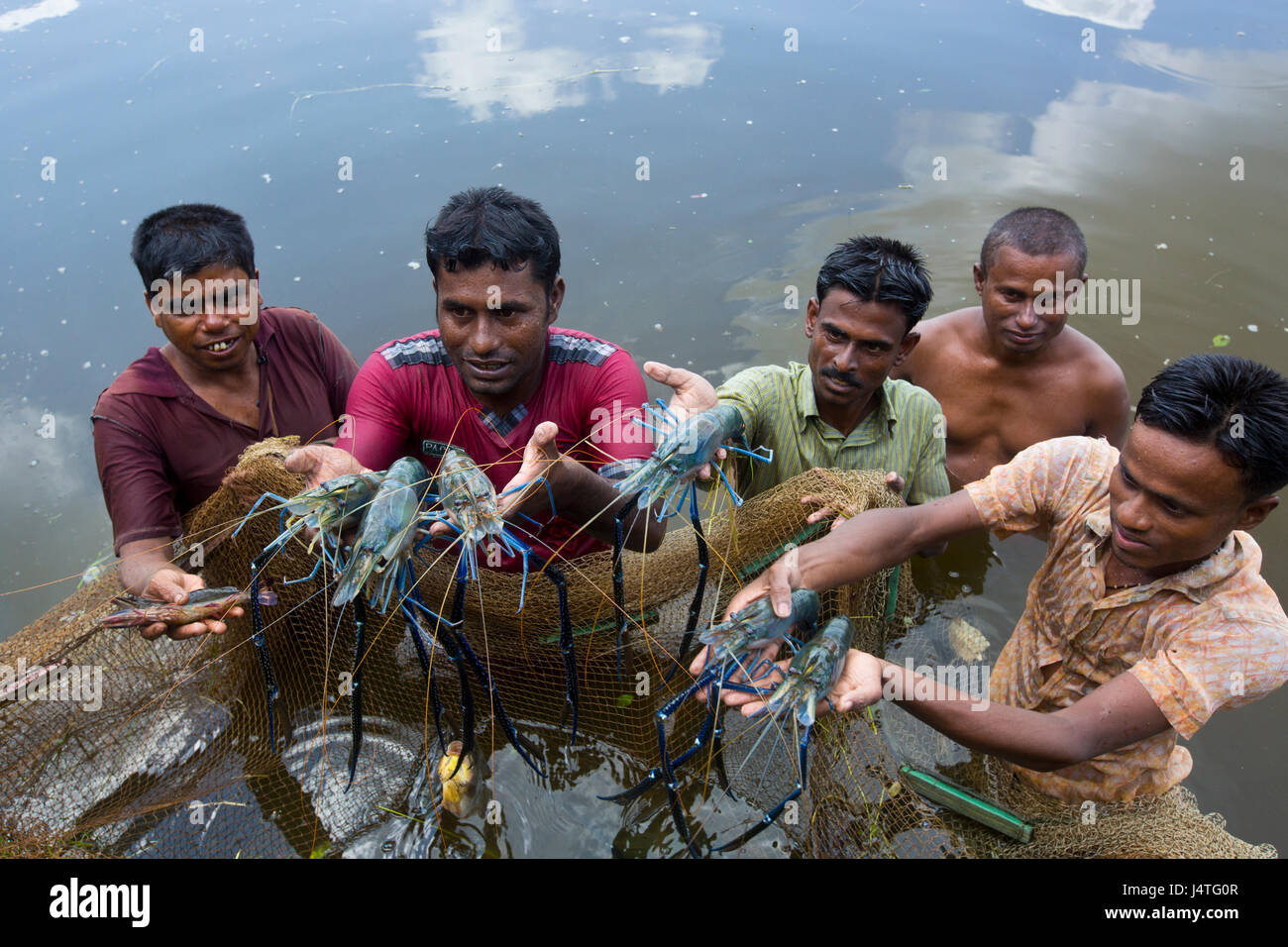 Los pescadores pescando camarones procedentes del criadero de Bagerhat,  Bangladesh Fotografía de stock - Alamy