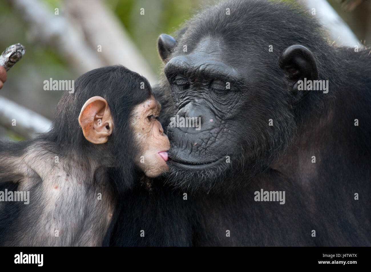 Un chimpancé hembra con un bebé en los árboles de manglar. República del Congo. Reserva Conkouati-Douli. Foto de stock