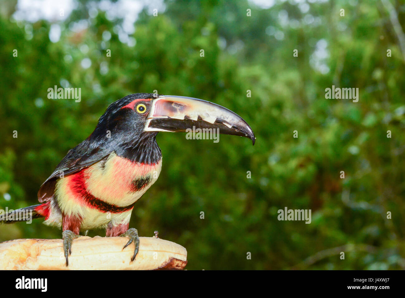 De cerca una Collared Aracari comiendo un plátano en Costa Rica Foto de stock