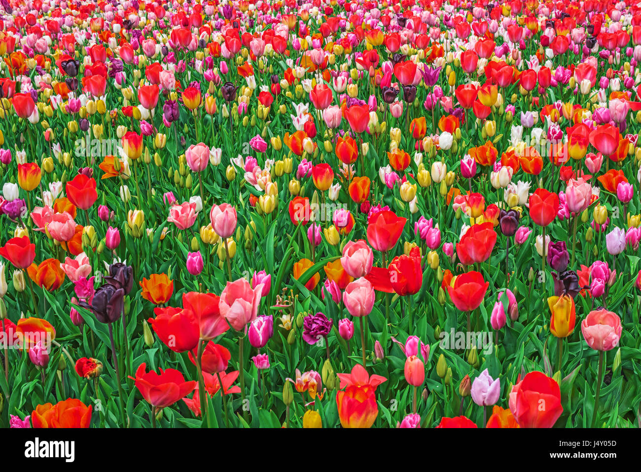 Blooming coloridos tulipanes, jardín de Keukenhof, Holanda, Europa. Primavera paisaje exterior. Cama de flor en el parque. Hermoso paisaje multicolor Foto de stock