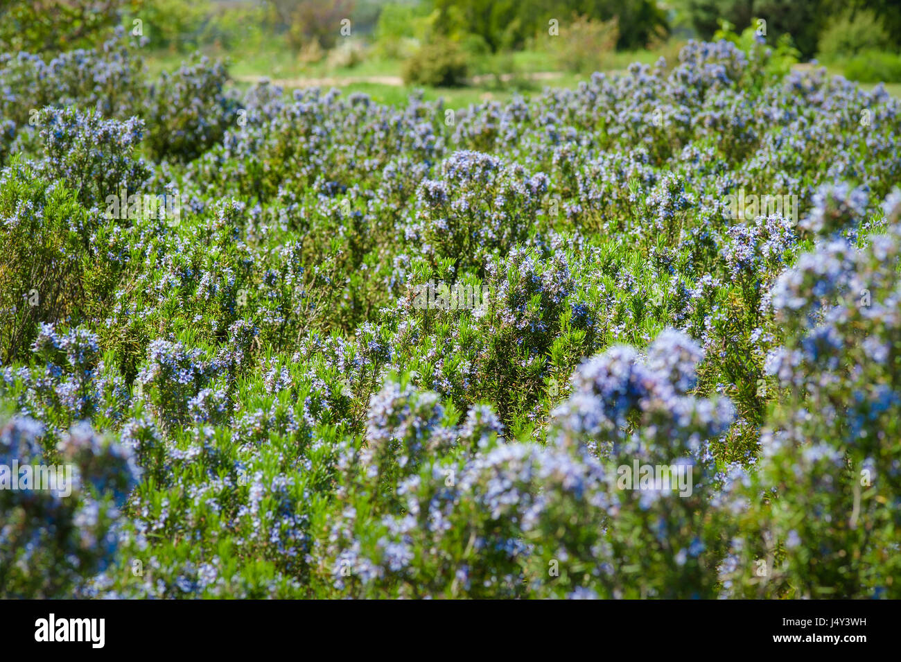 Campo de bello Romero en plena floración Foto de stock