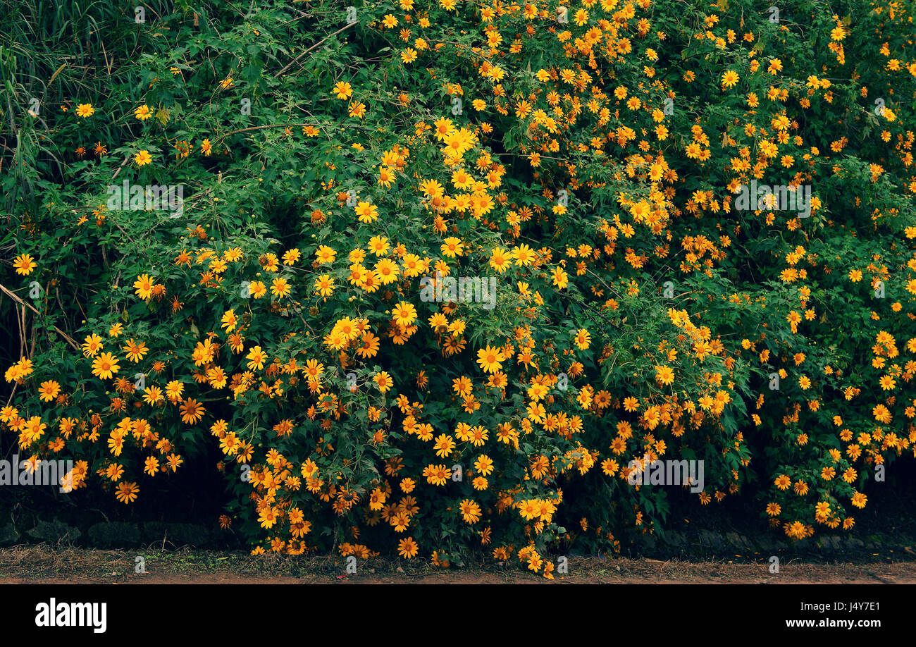 Girasoles silvestres la temporada de viajes de Dalat, Vietnam, hermosa flor  amarilla de fondo en carretera, Da quy flor nombre también México girasol  Fotografía de stock - Alamy