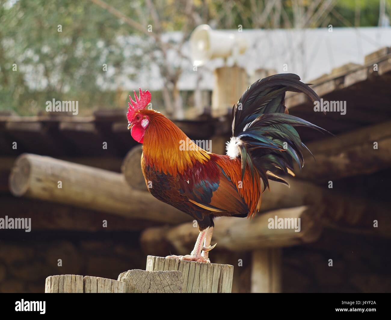 Orgulloso gallo colorido granja avícola Foto de stock