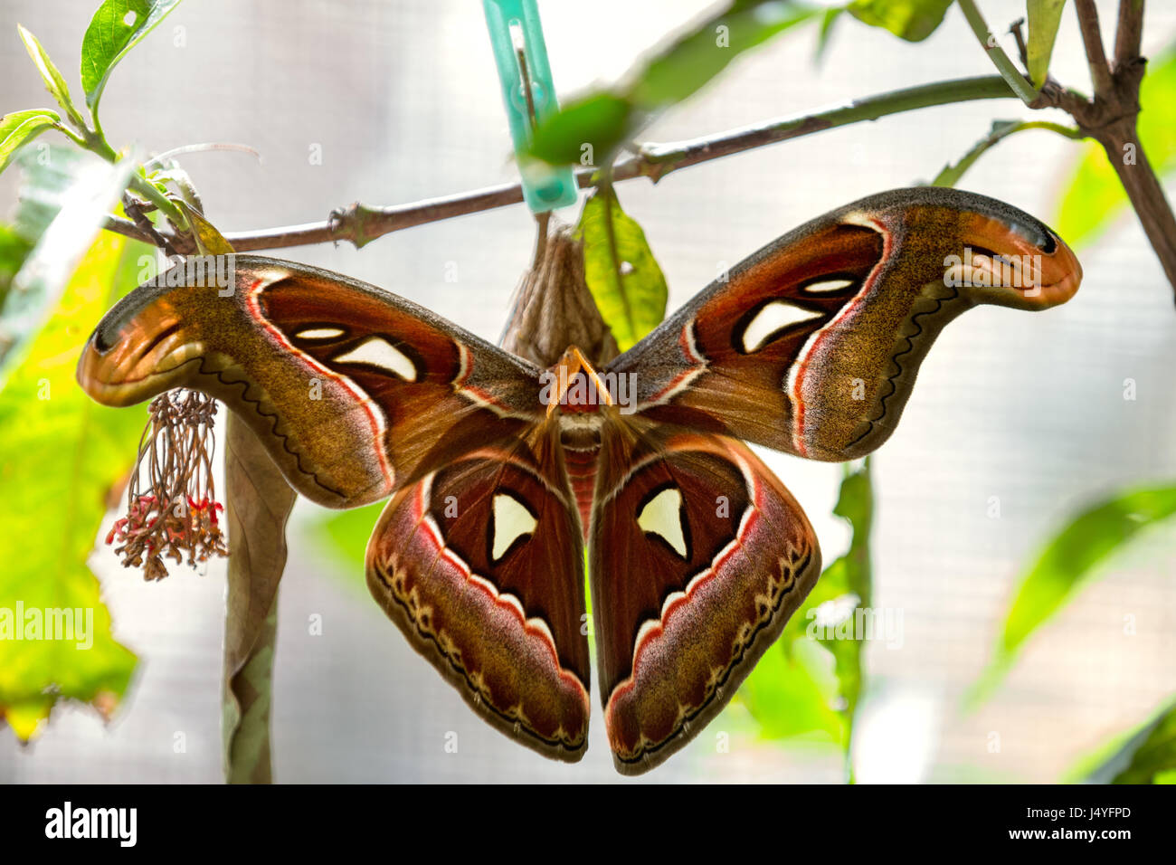 Mariposa joven saliendo del capullo, bebé nacido en la naturaleza Foto de stock
