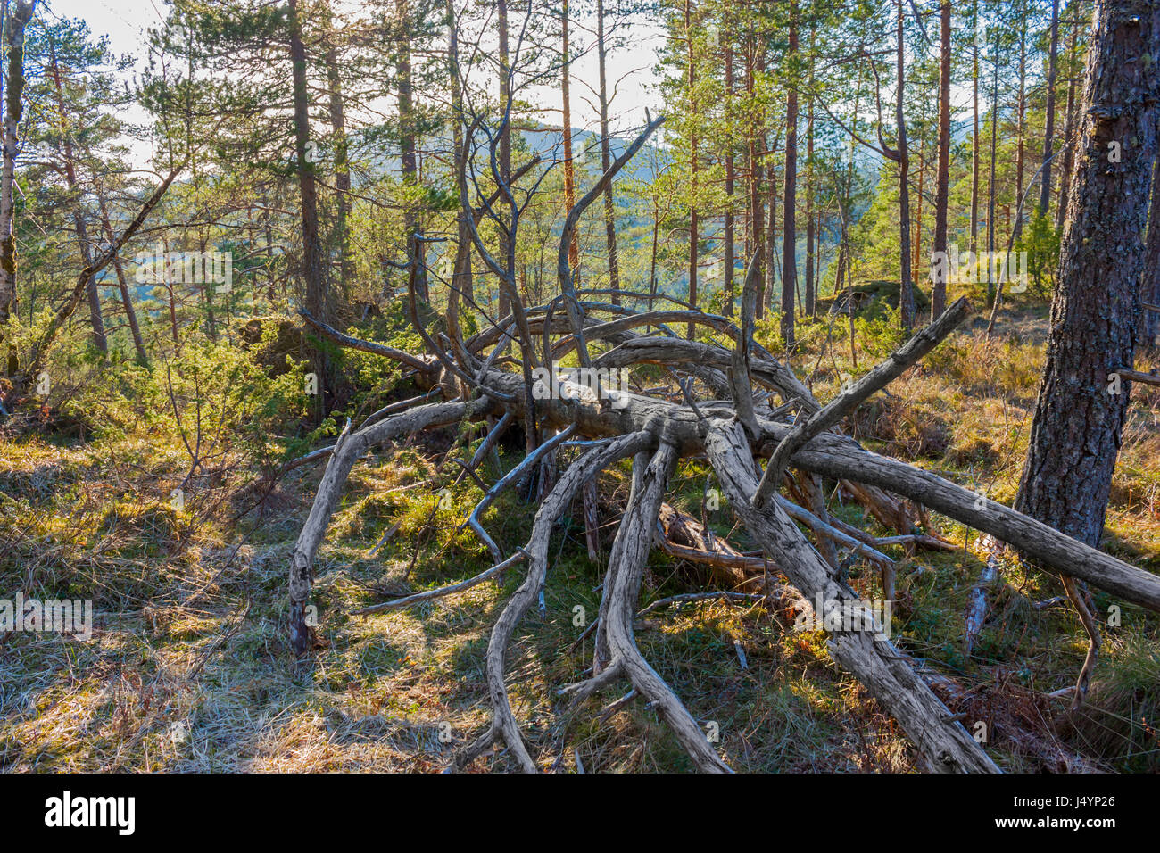 Los árboles muertos en el bosque hace increíbles objetos para la  fotografía! Este es un árbol muerto en un bosque de Noruega Fotografía de  stock - Alamy