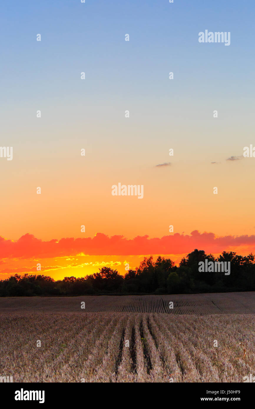 Campo de Soya madura en frente de una puesta de sol de Wisconsin a finales de septiembre Foto de stock