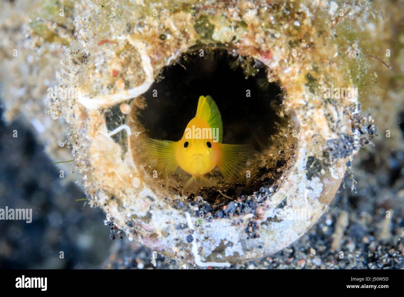 Un Goby en una botella de vidrio desechados en los fondos marinos Foto de stock